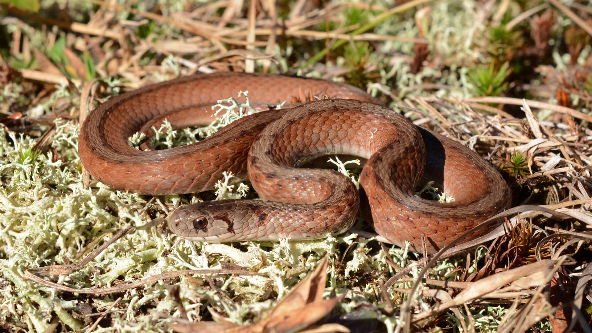 Brown Snake