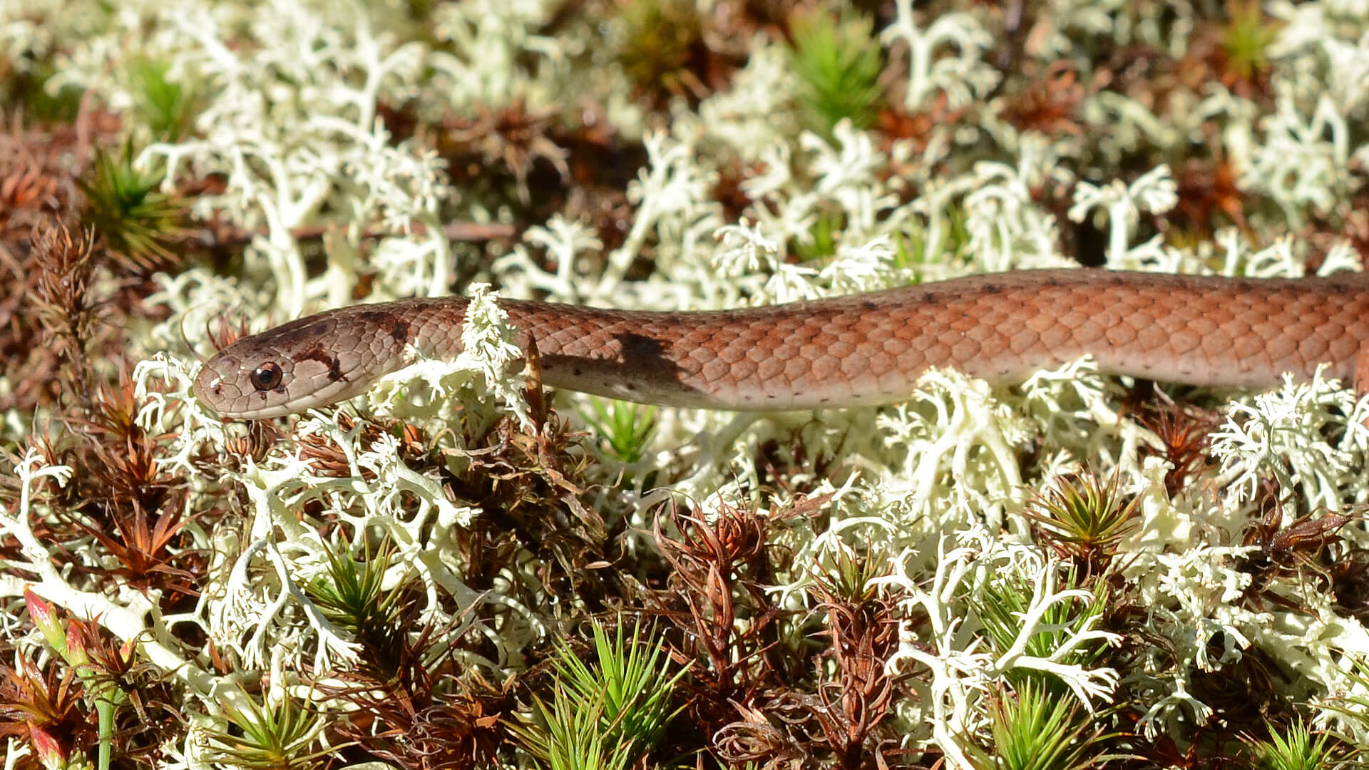 Brown Snake