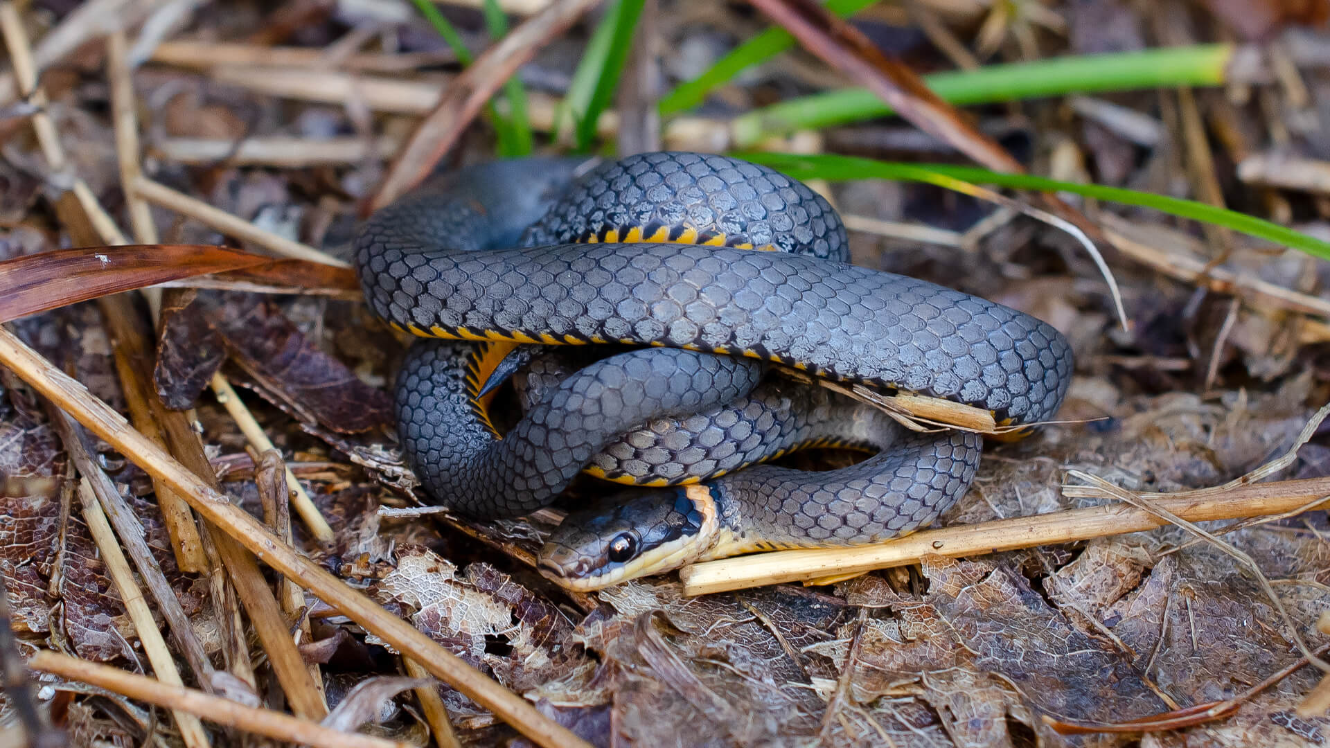 Ringneck Snake