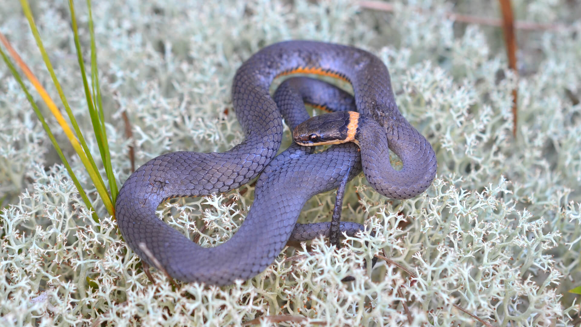 Ringneck Snake