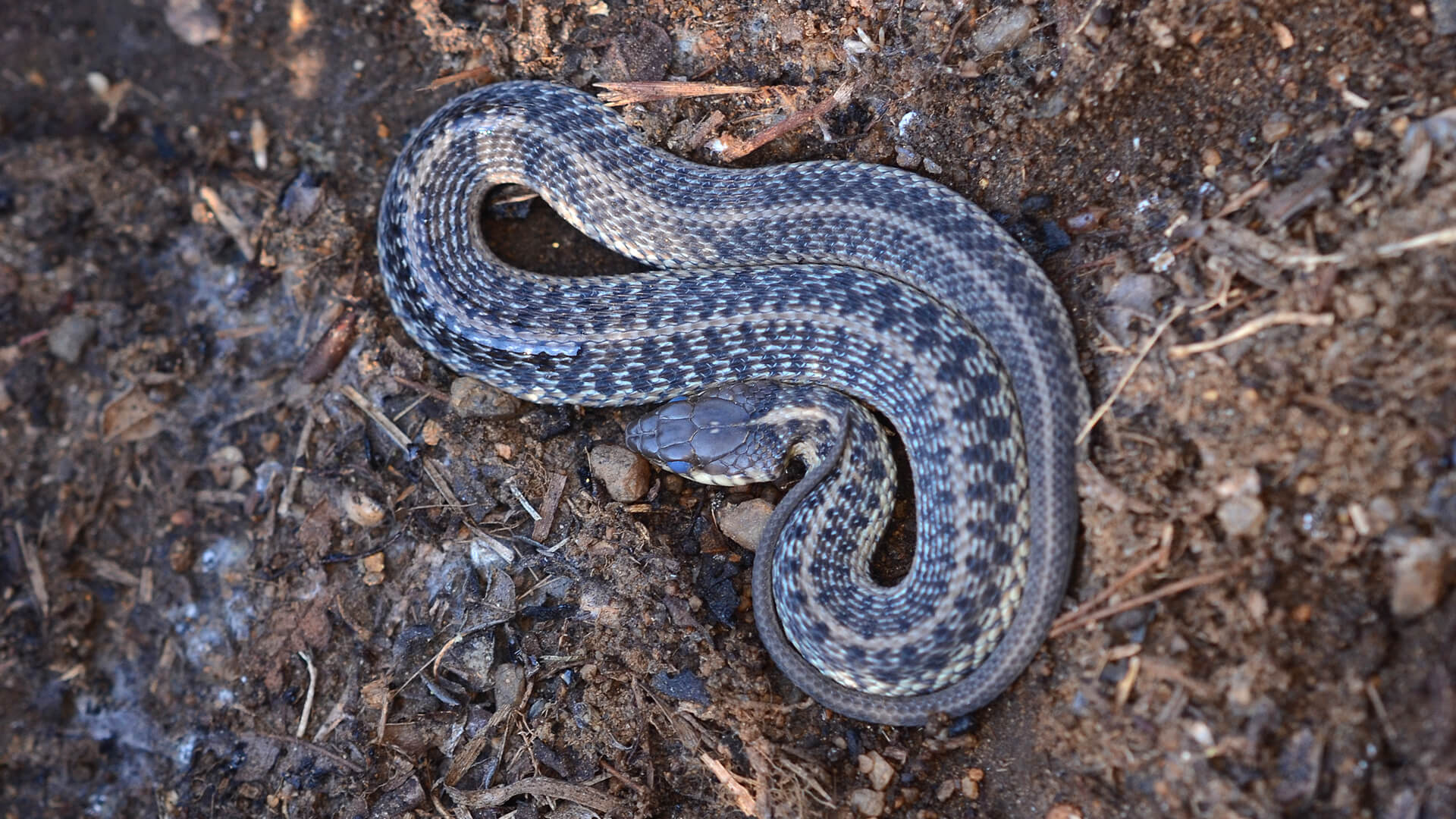 Garter Snake