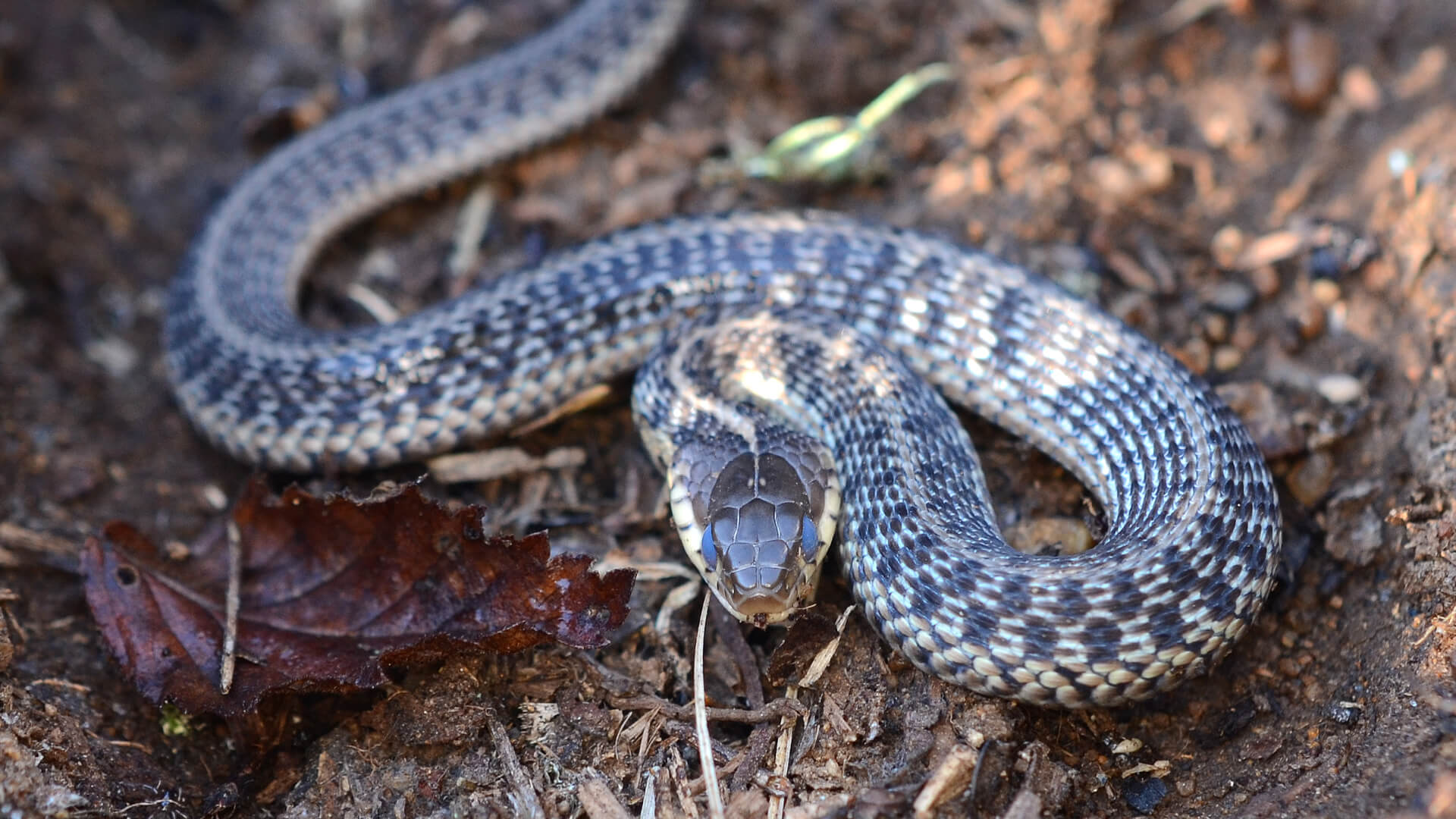 Garter Snake