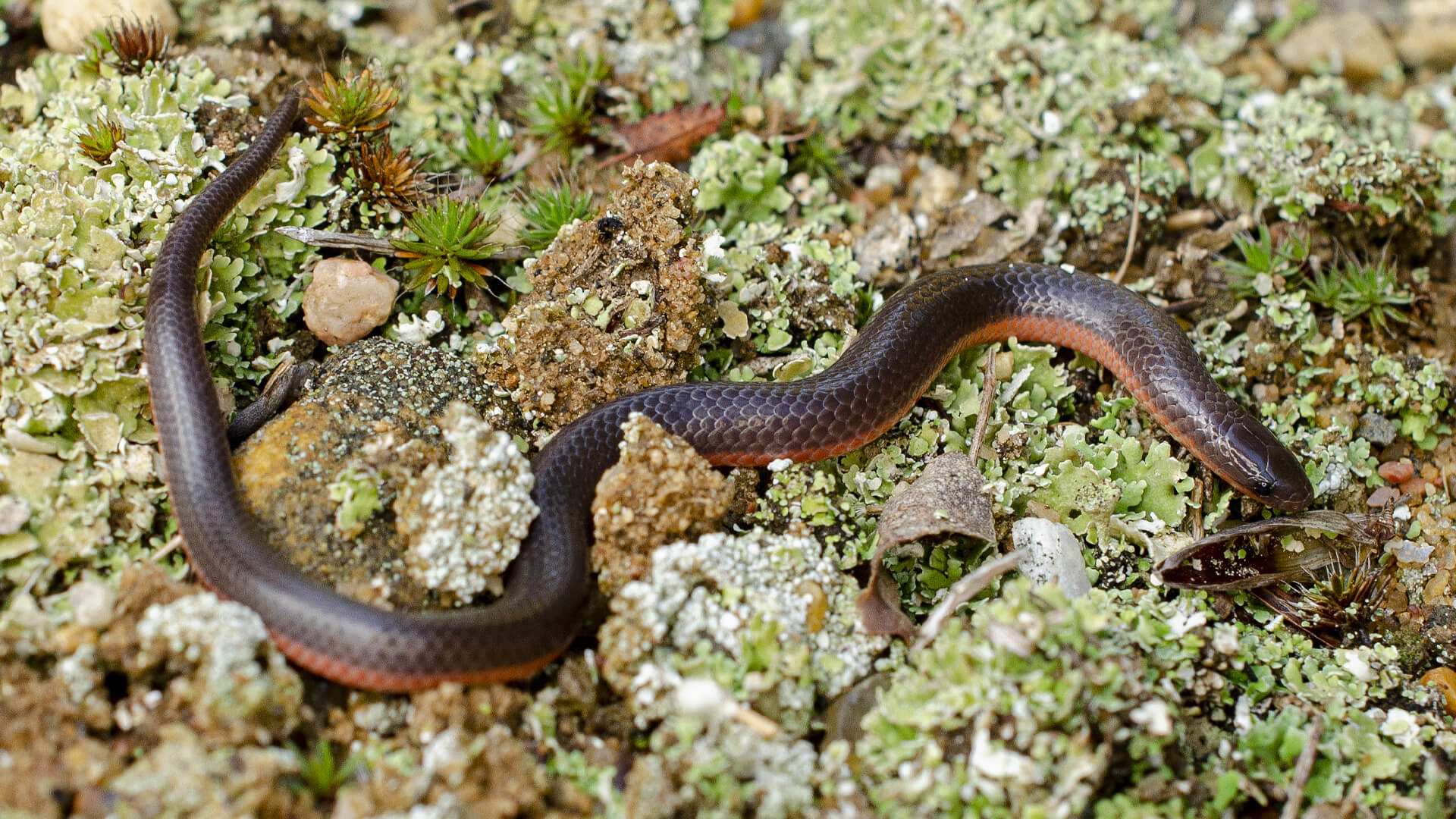 Worm Snake