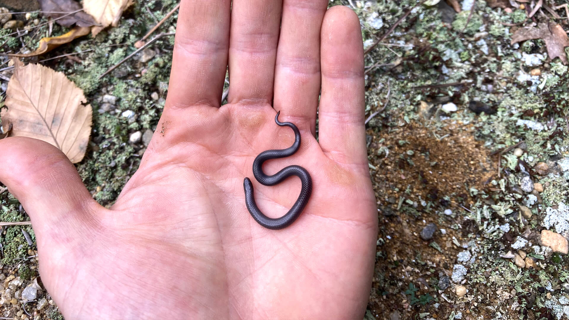 Worm Snake