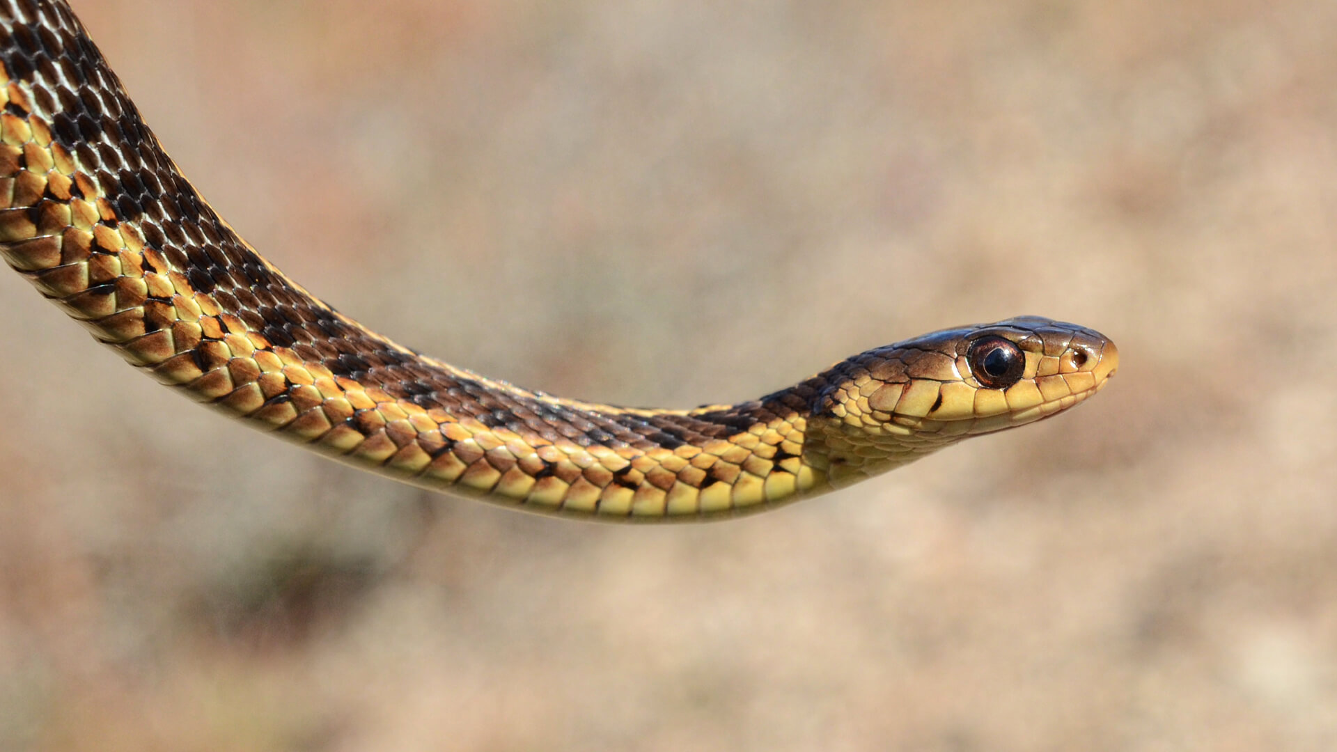 Garter Snake
