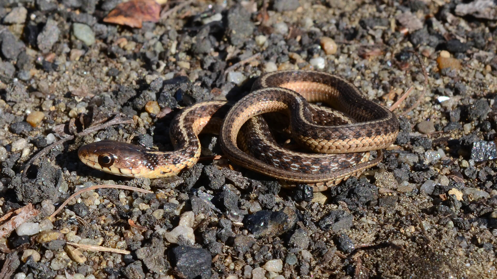 Young-of-Year Garter Snake