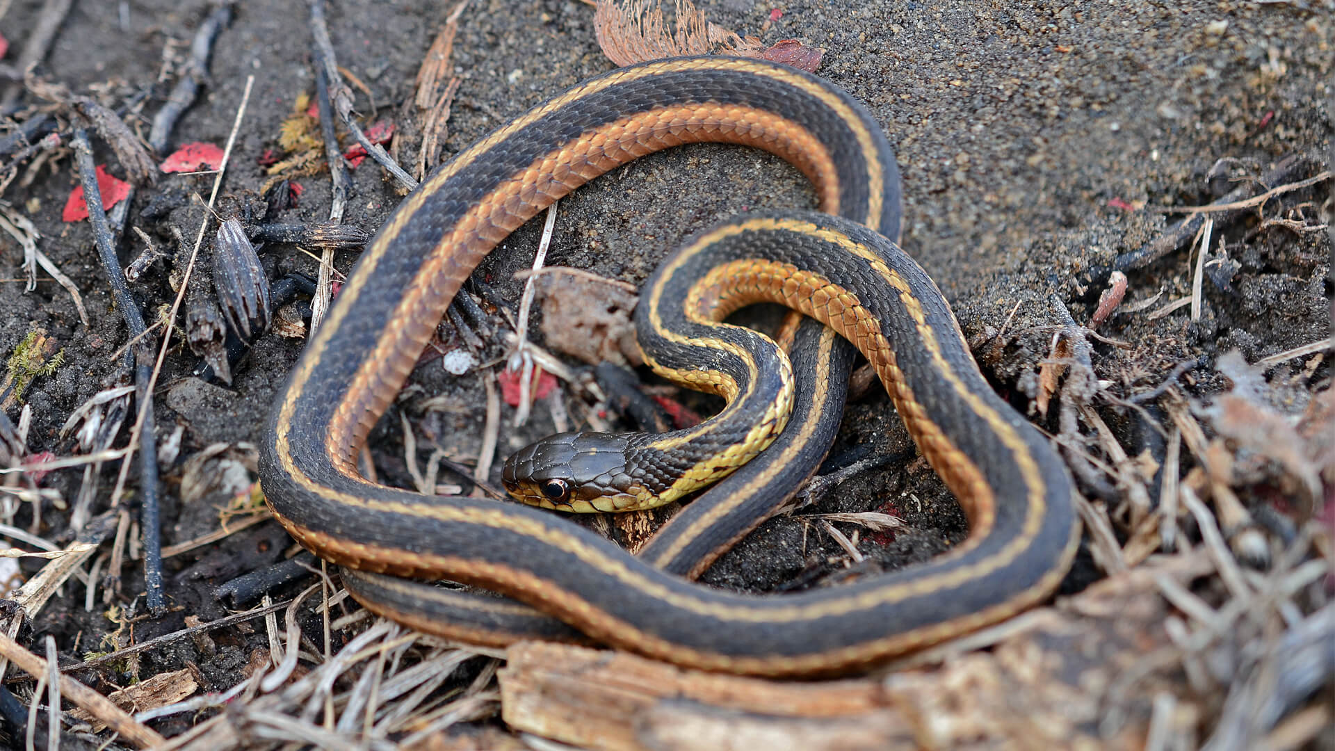 Garter Snake