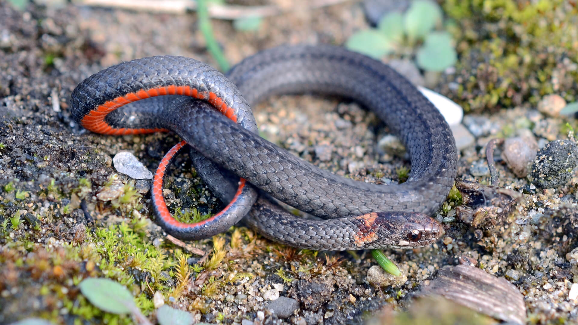 Northern Redbelly Snake