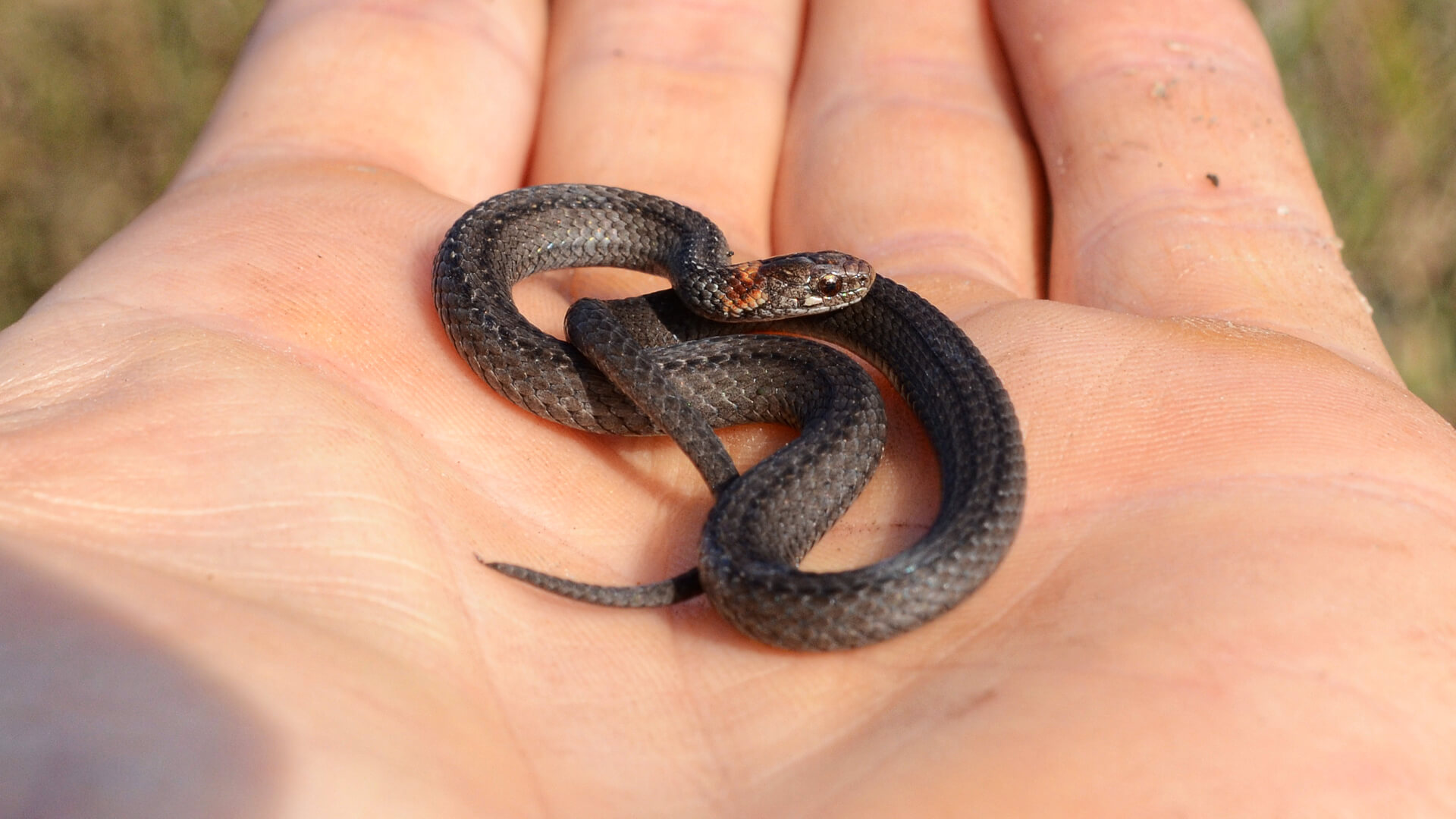 Northern Redbelly Snake