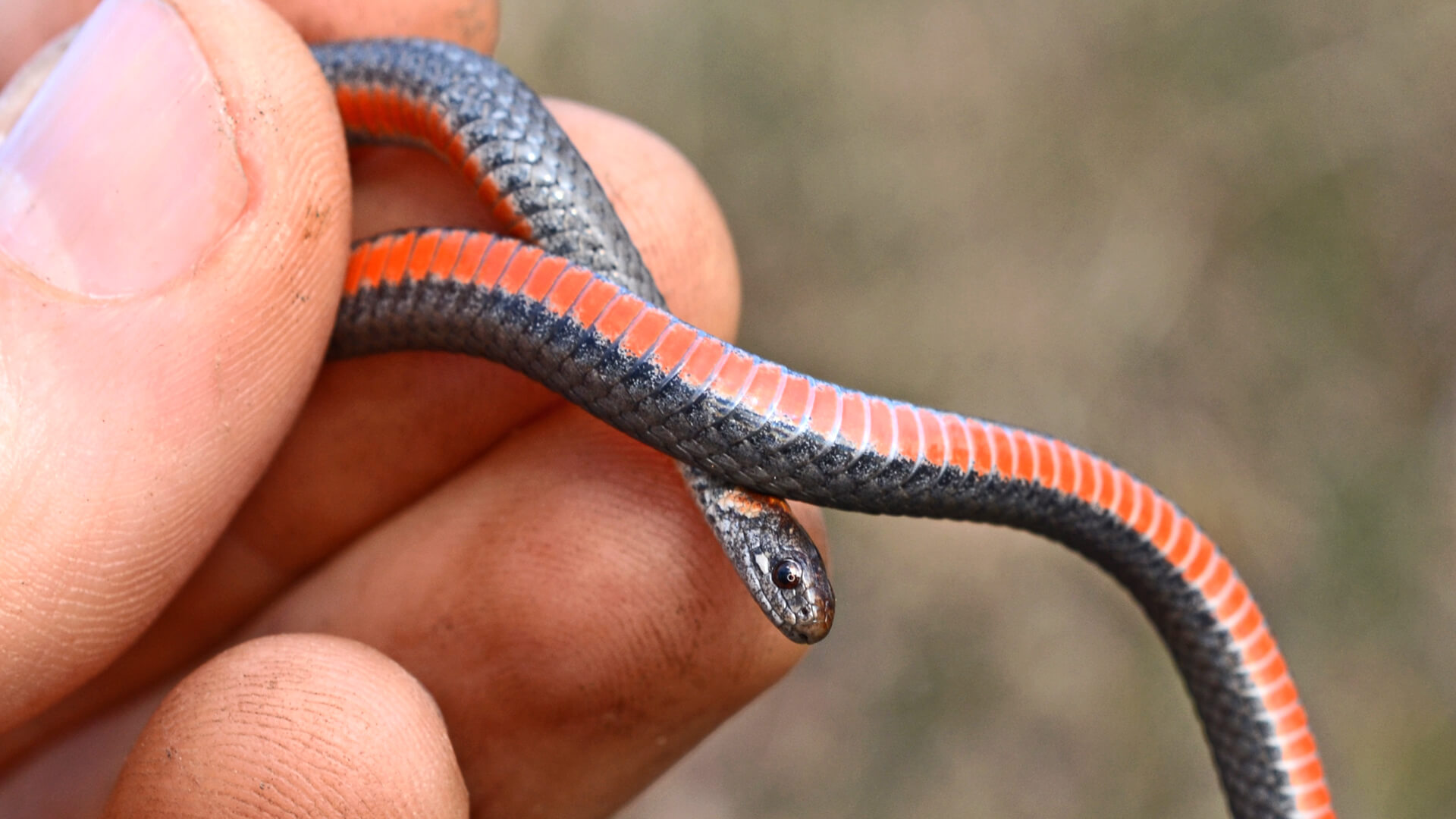 Northern Redbelly Snake