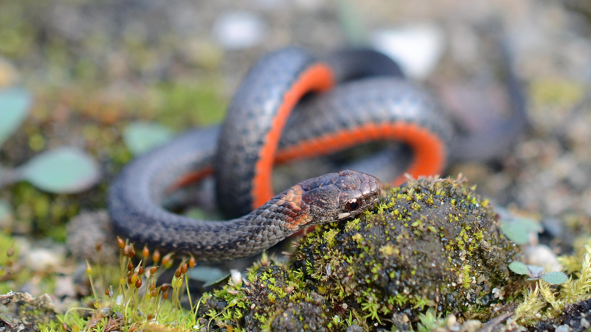 Northern Redbelly Snake