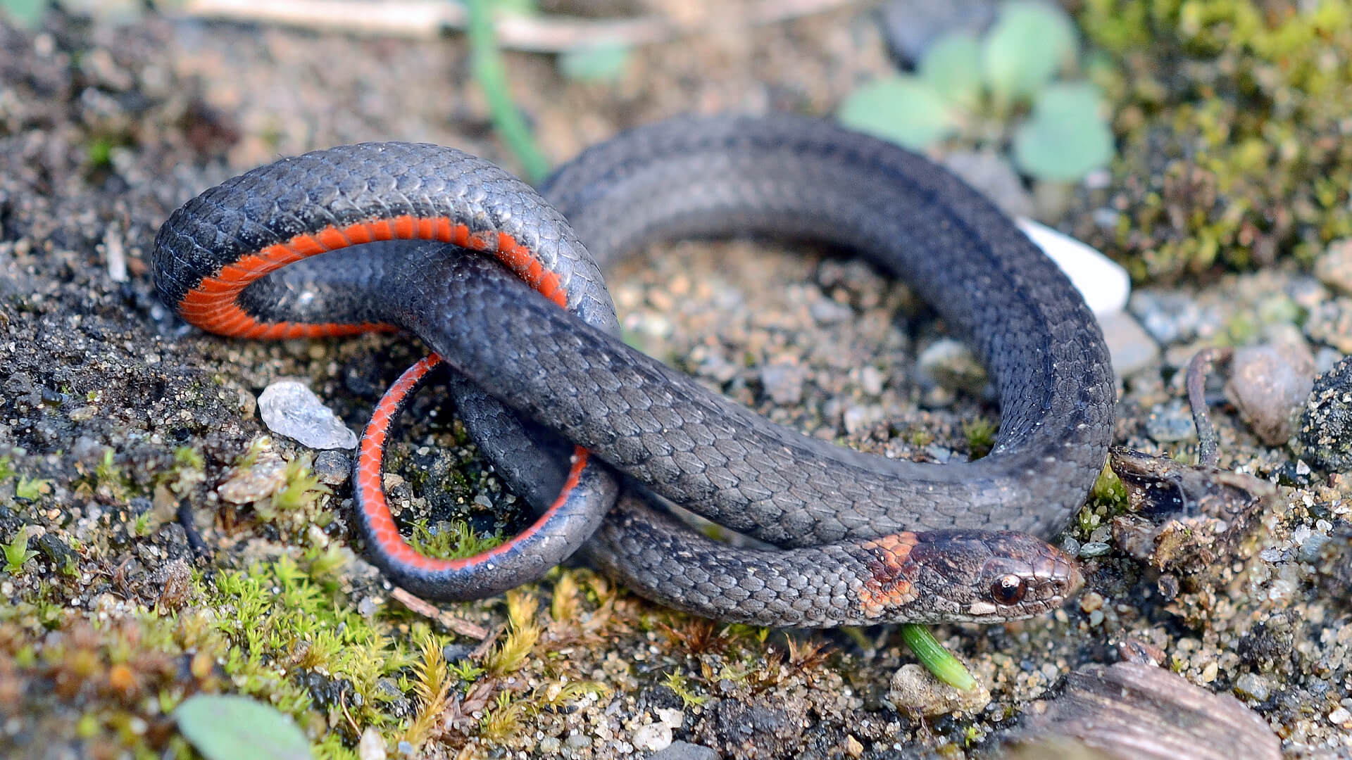 Northern Redbelly Snake