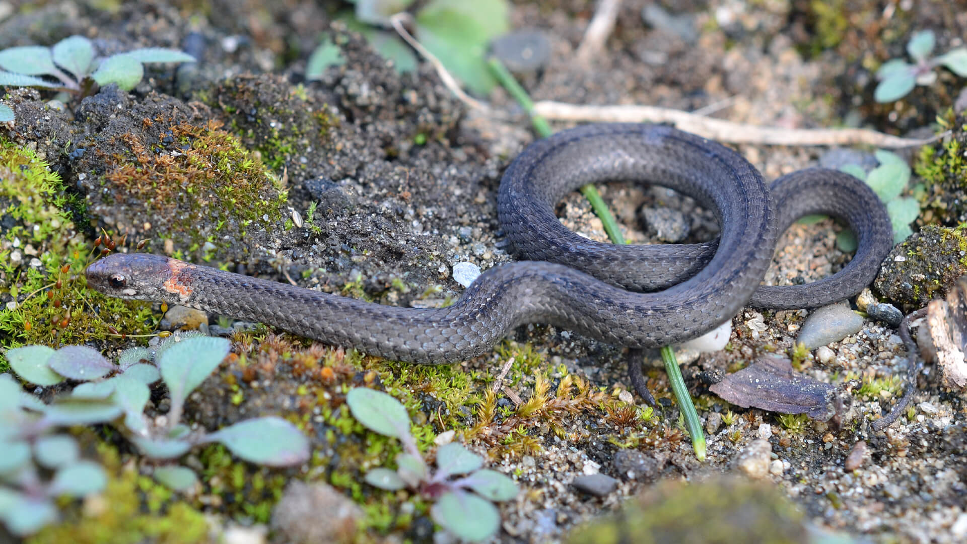 Northern Redbelly Snake