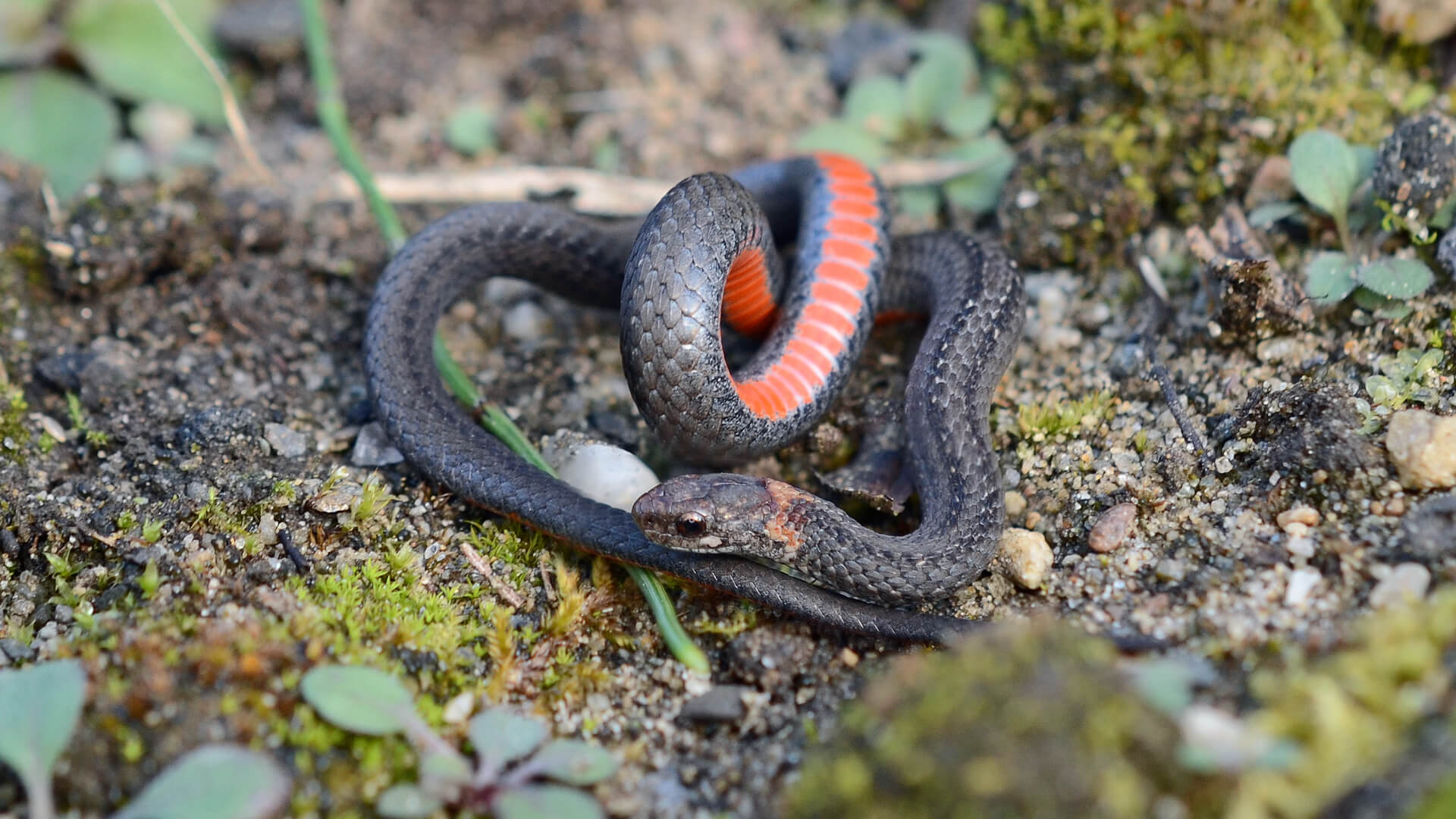 Northern Redbelly Snake
