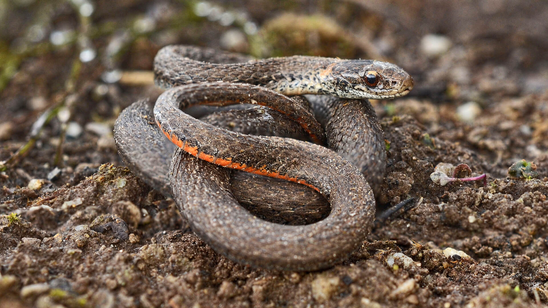 Northern Redbelly Snake