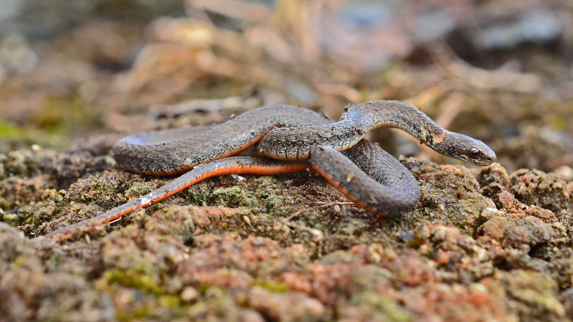 Northern Redbelly Snake