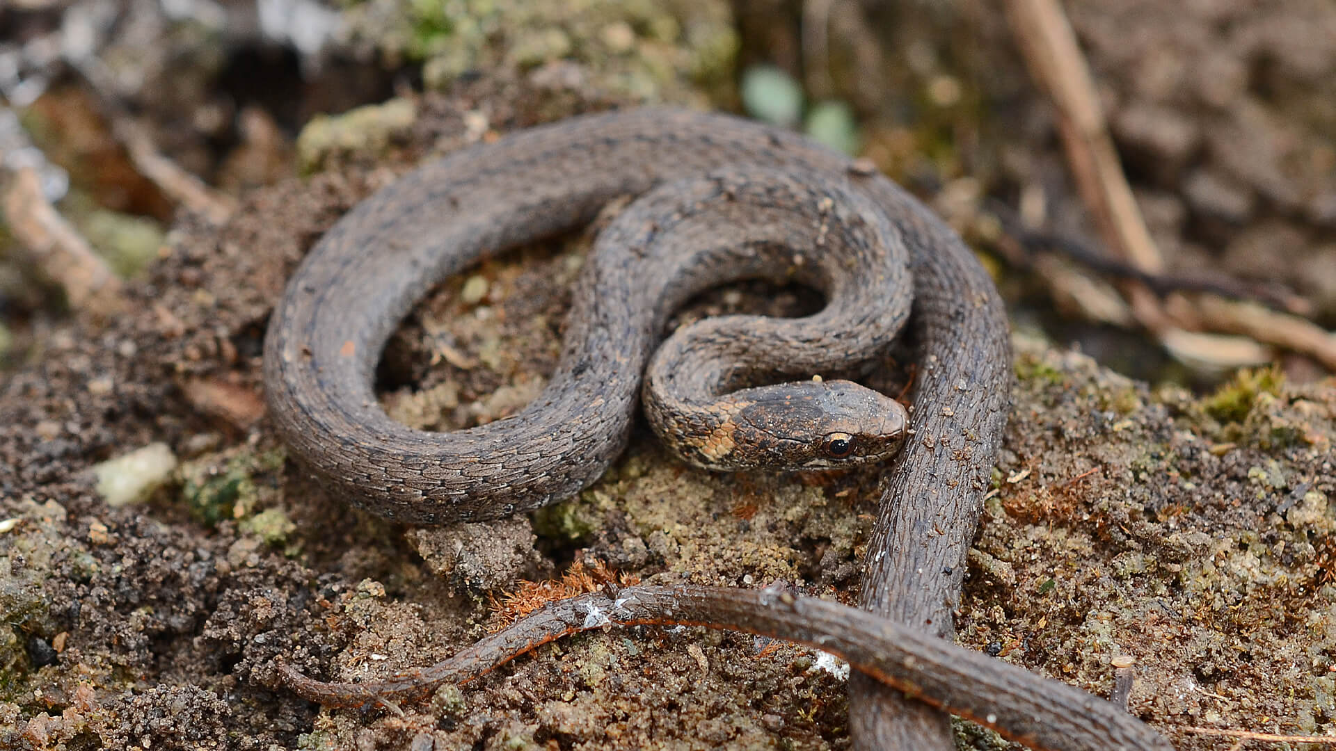 Northern Redbelly Snake