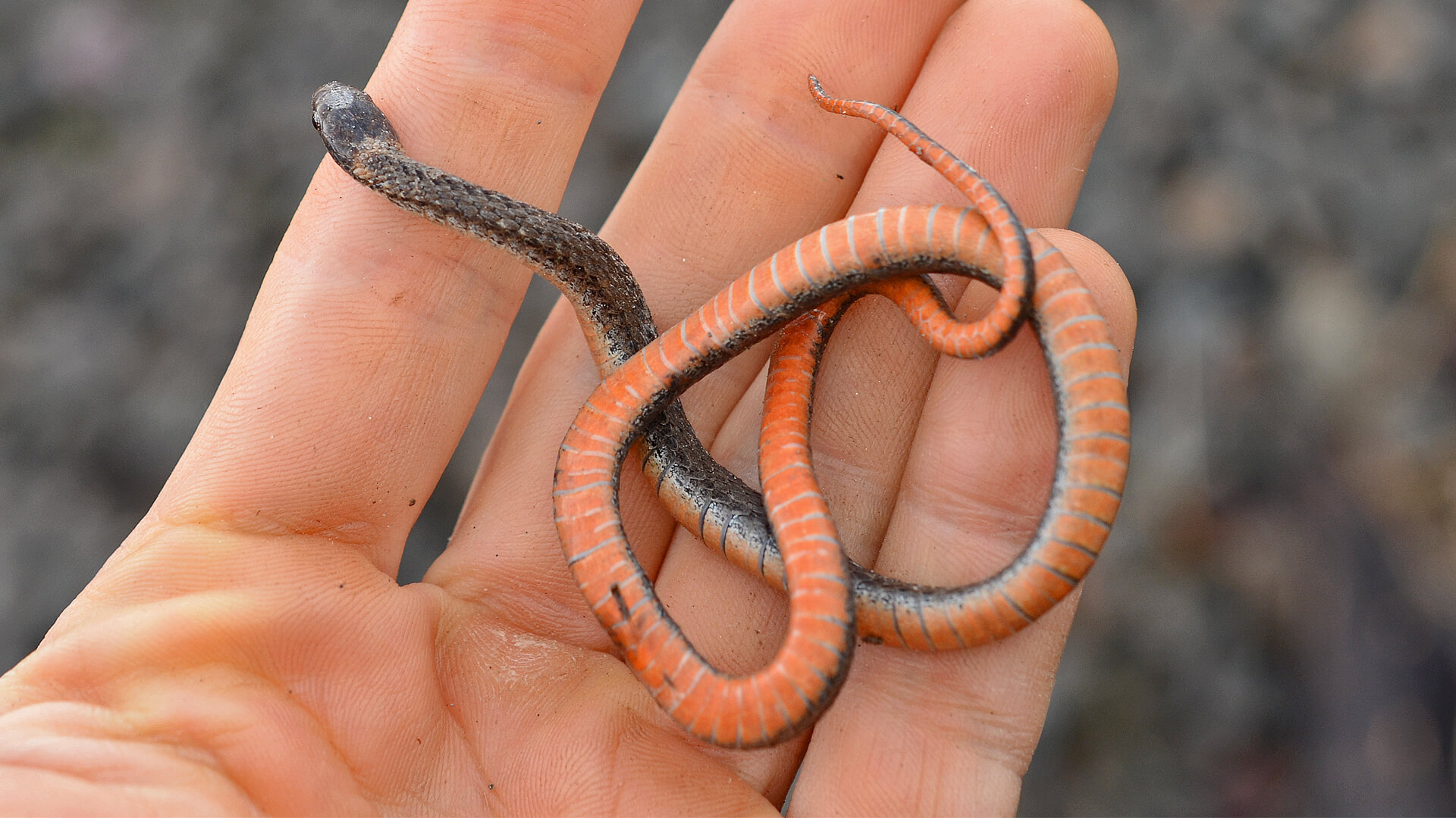 Northern Redbelly Snake