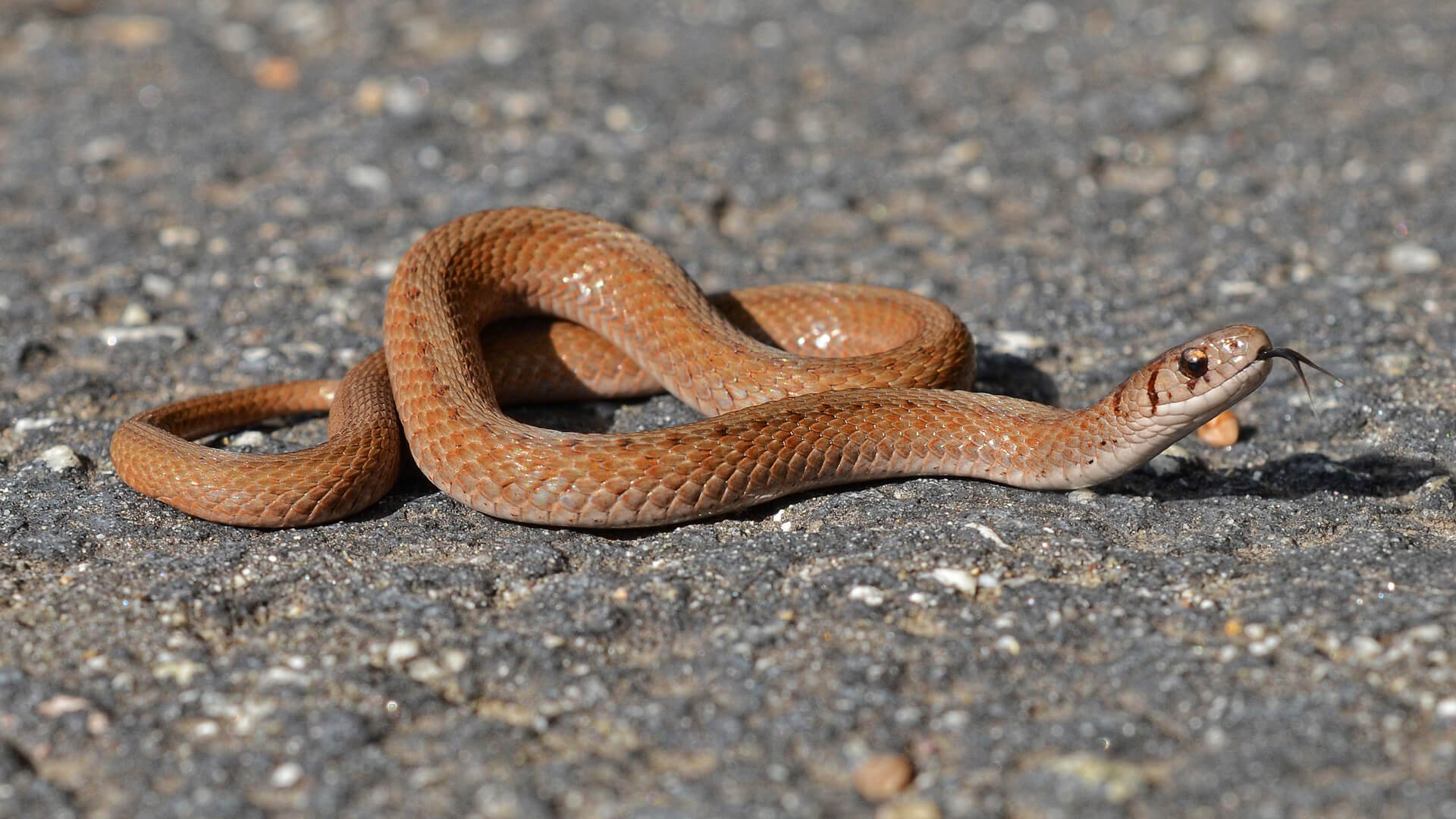 Brown Snake