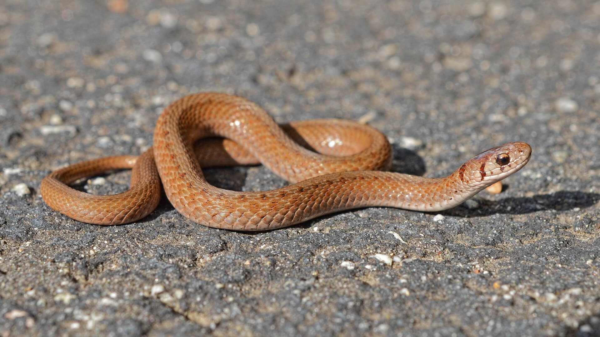 Brown Snake