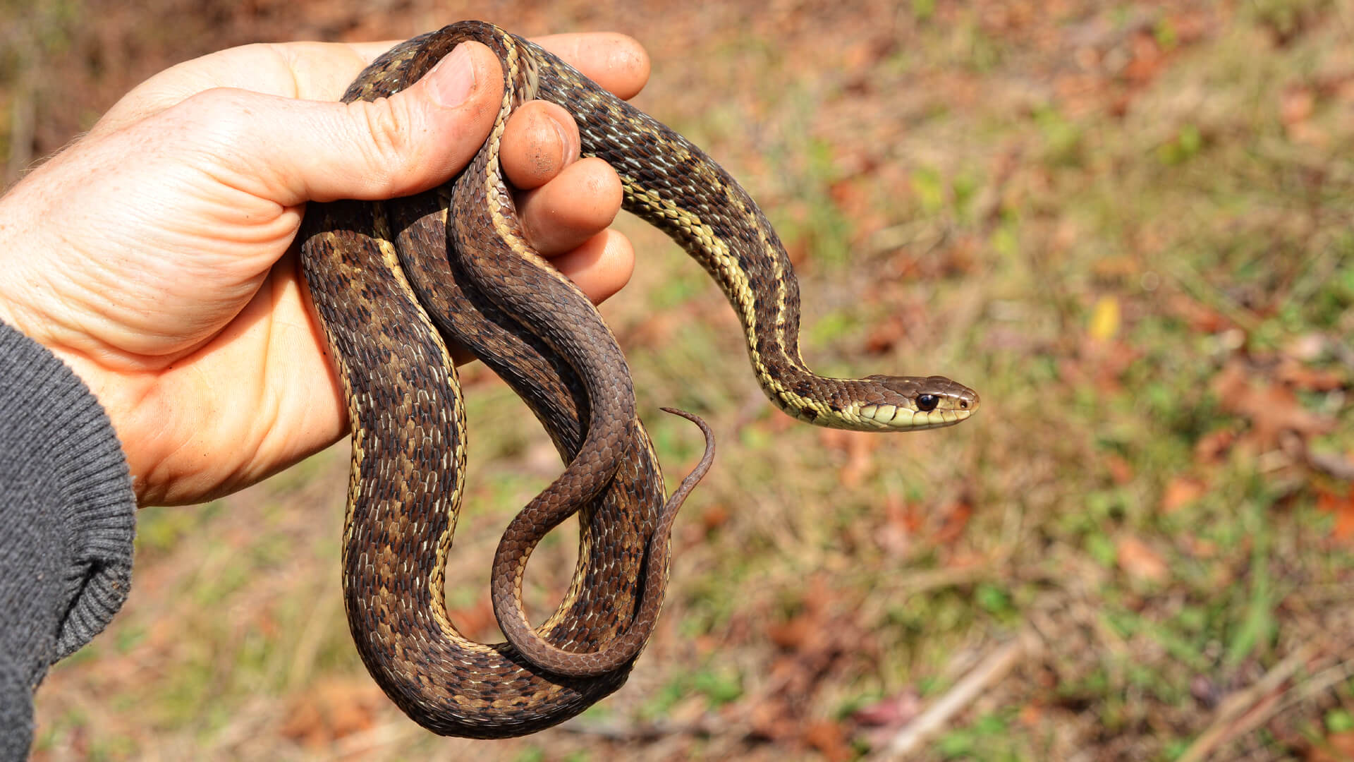 Garter Snake
