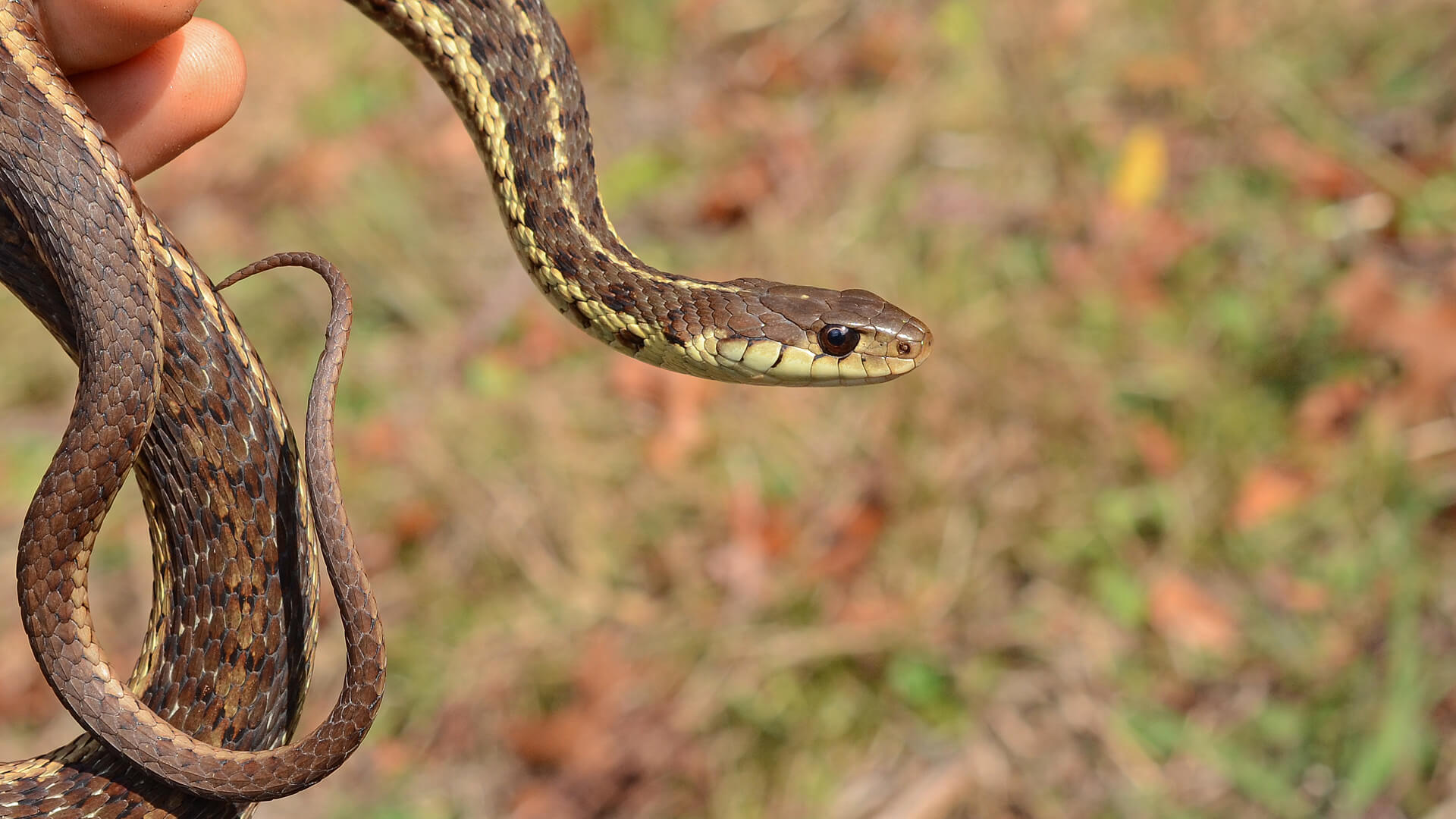 Garter Snake
