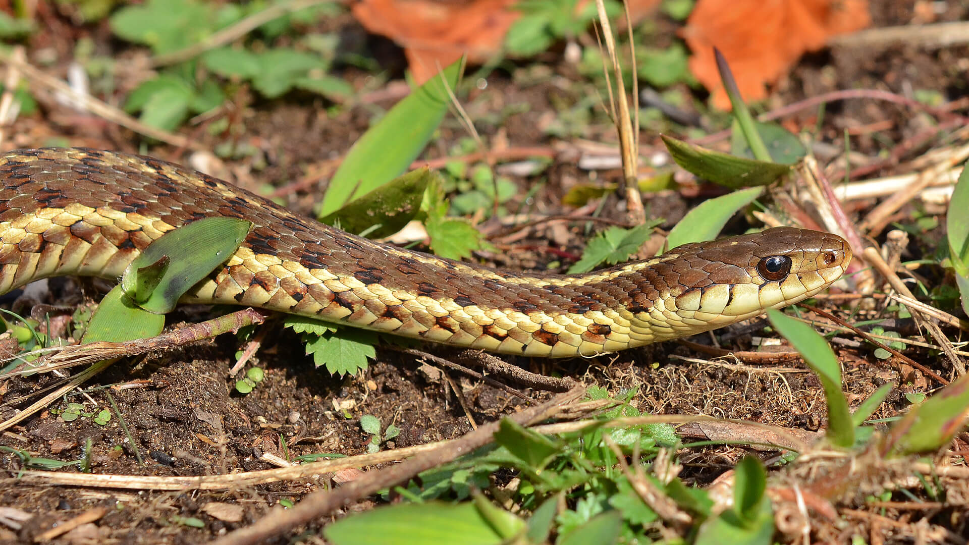 Garter Snake