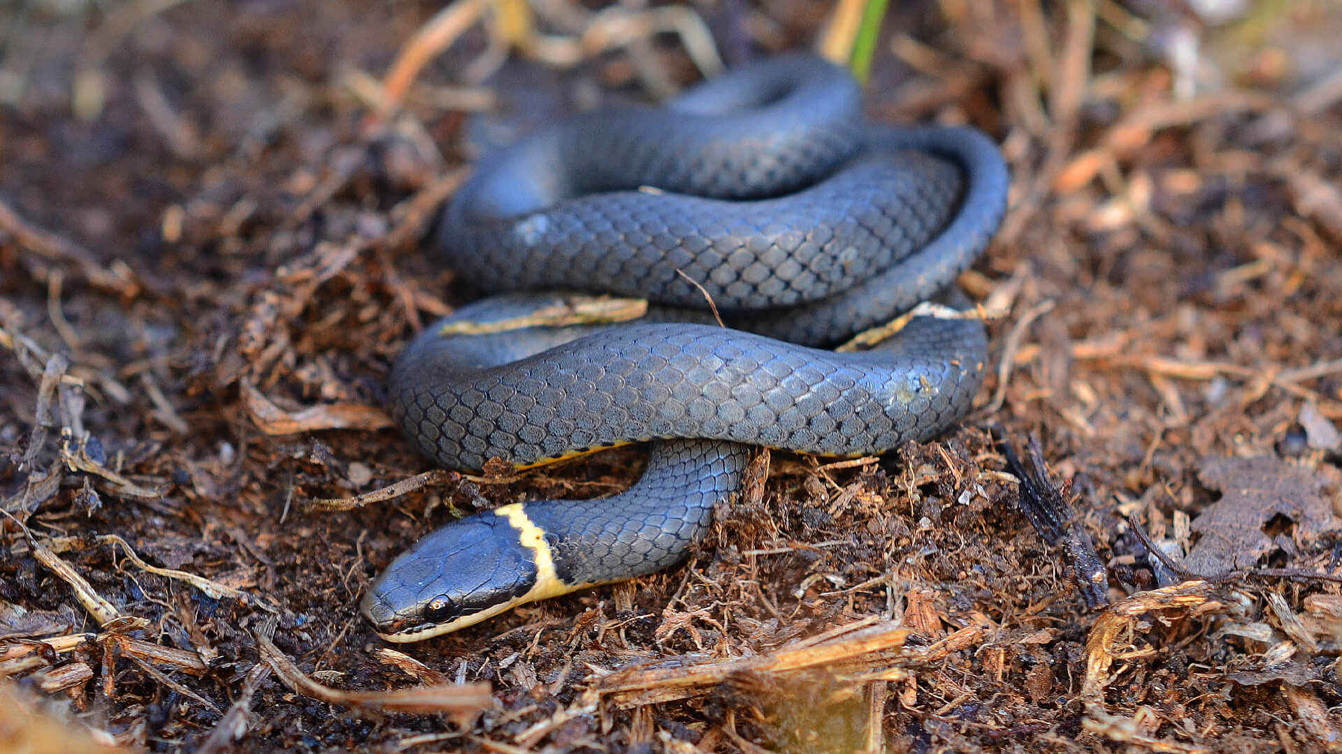 Ringneck Snake