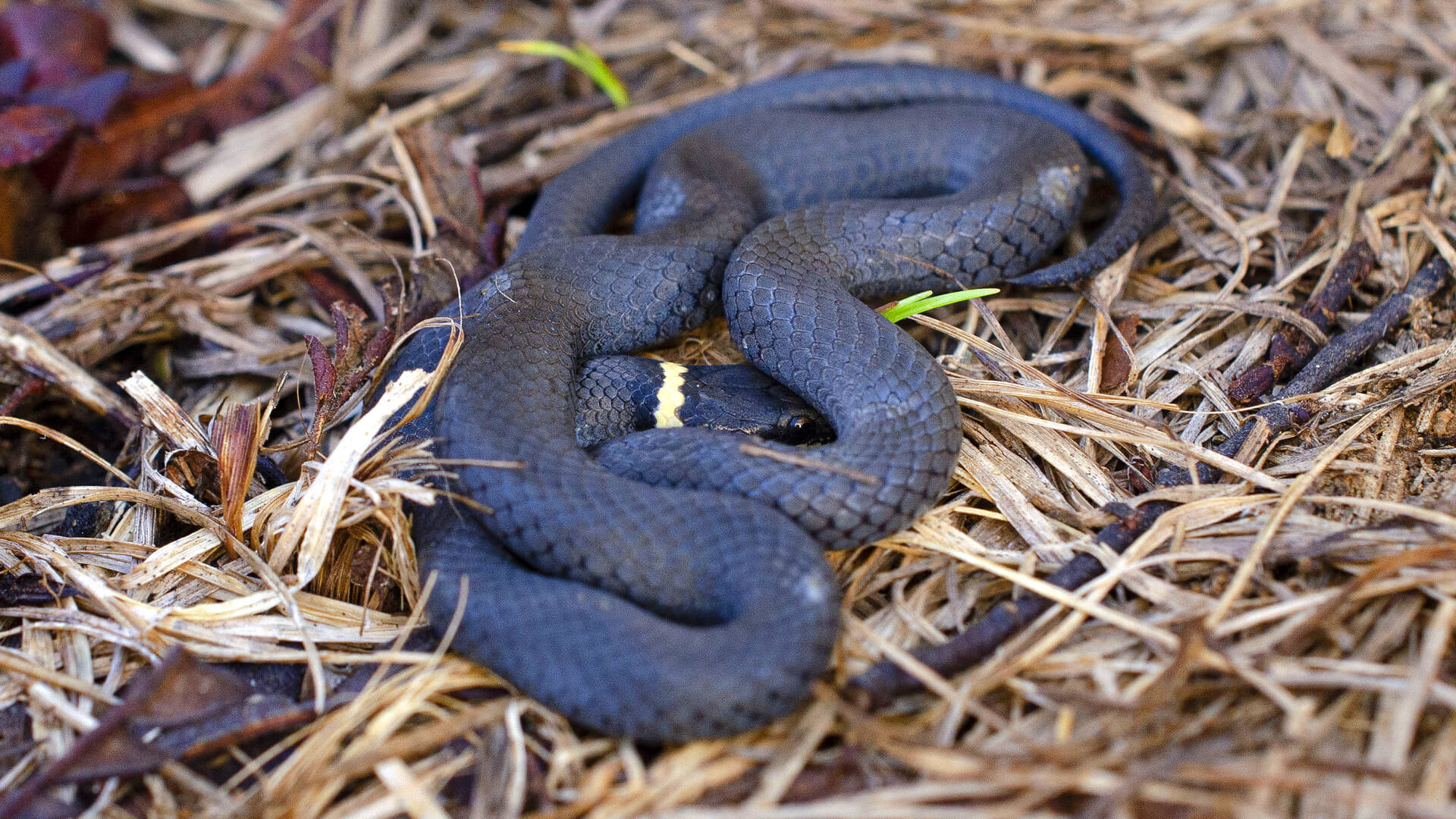 Ringneck Snake