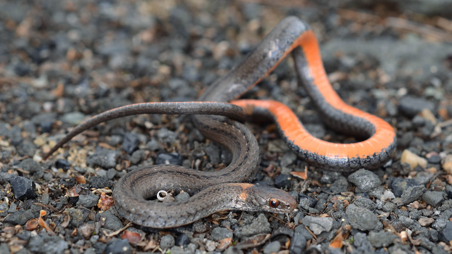 Northern Redbelly Snake