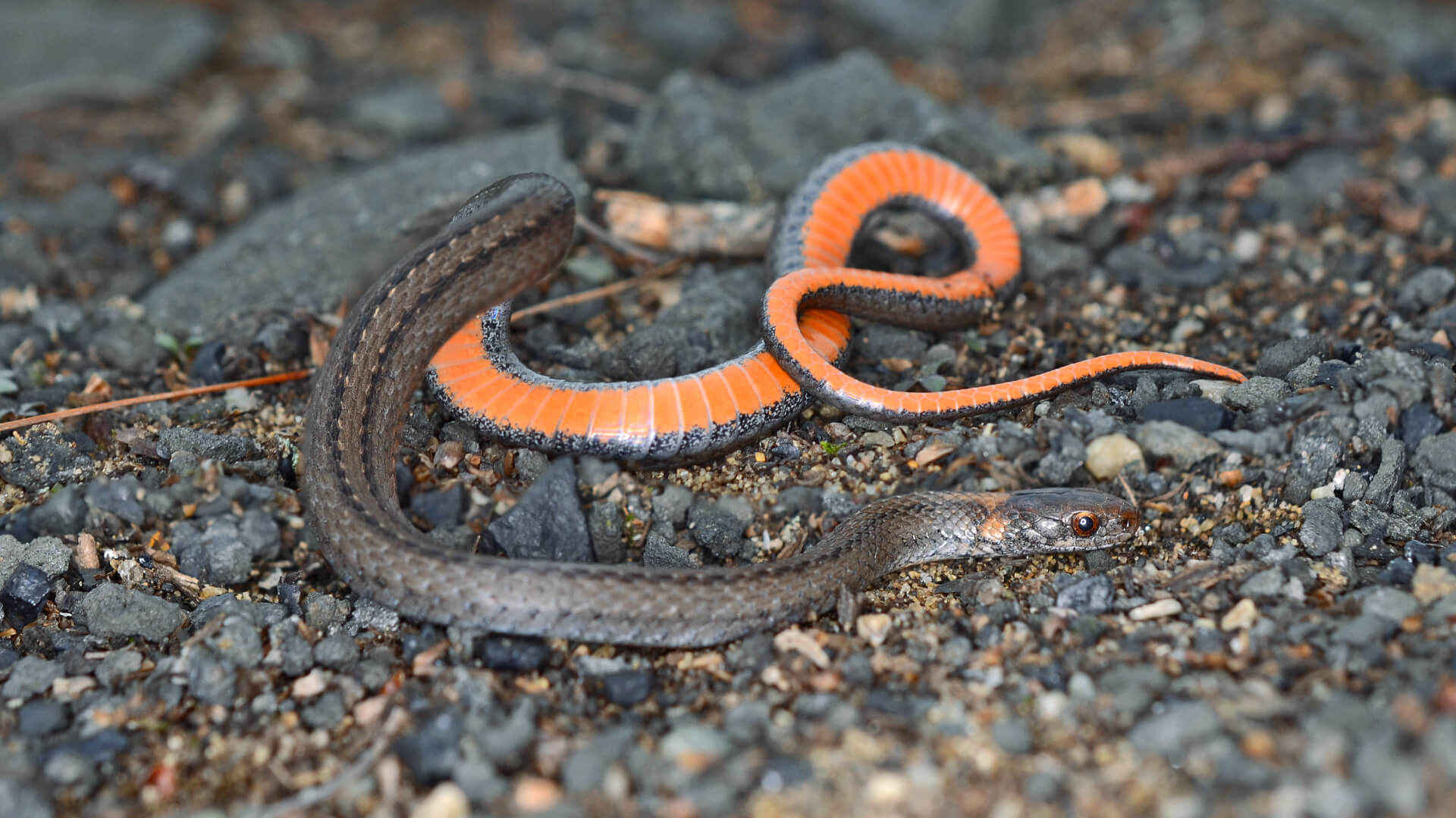 Northern Redbelly Snake