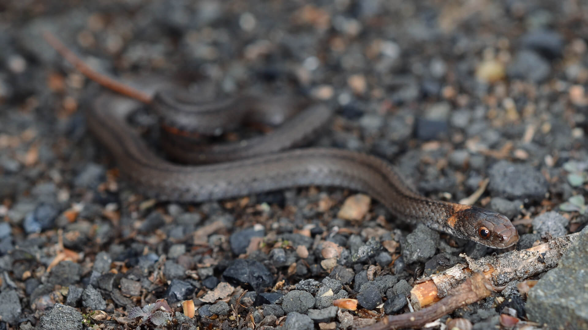 Northern Redbelly Snake