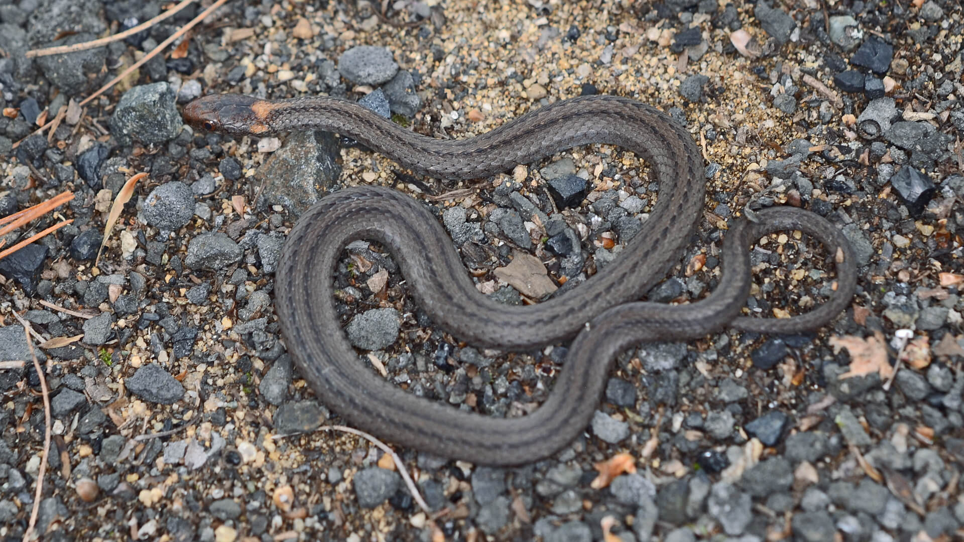Northern Redbelly Snake