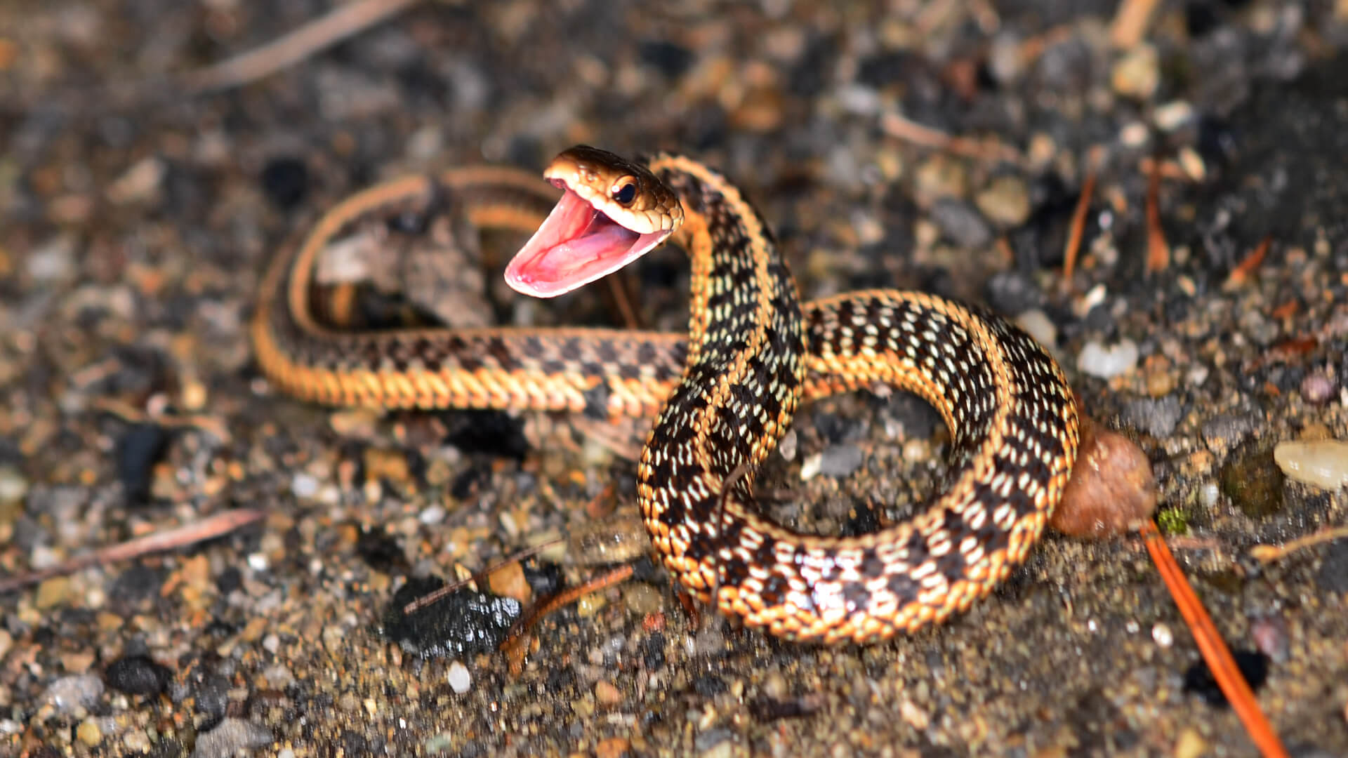 Garter Snake
