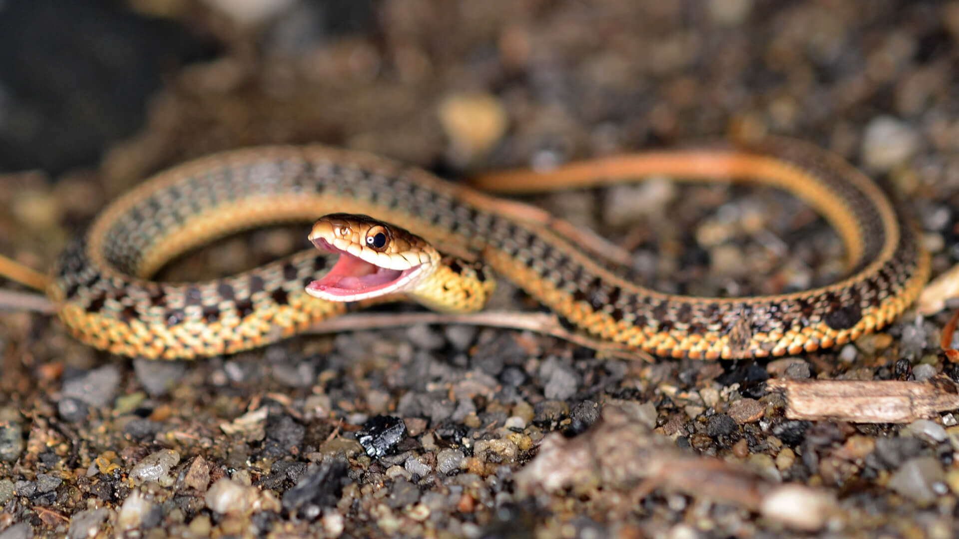 Garter Snake