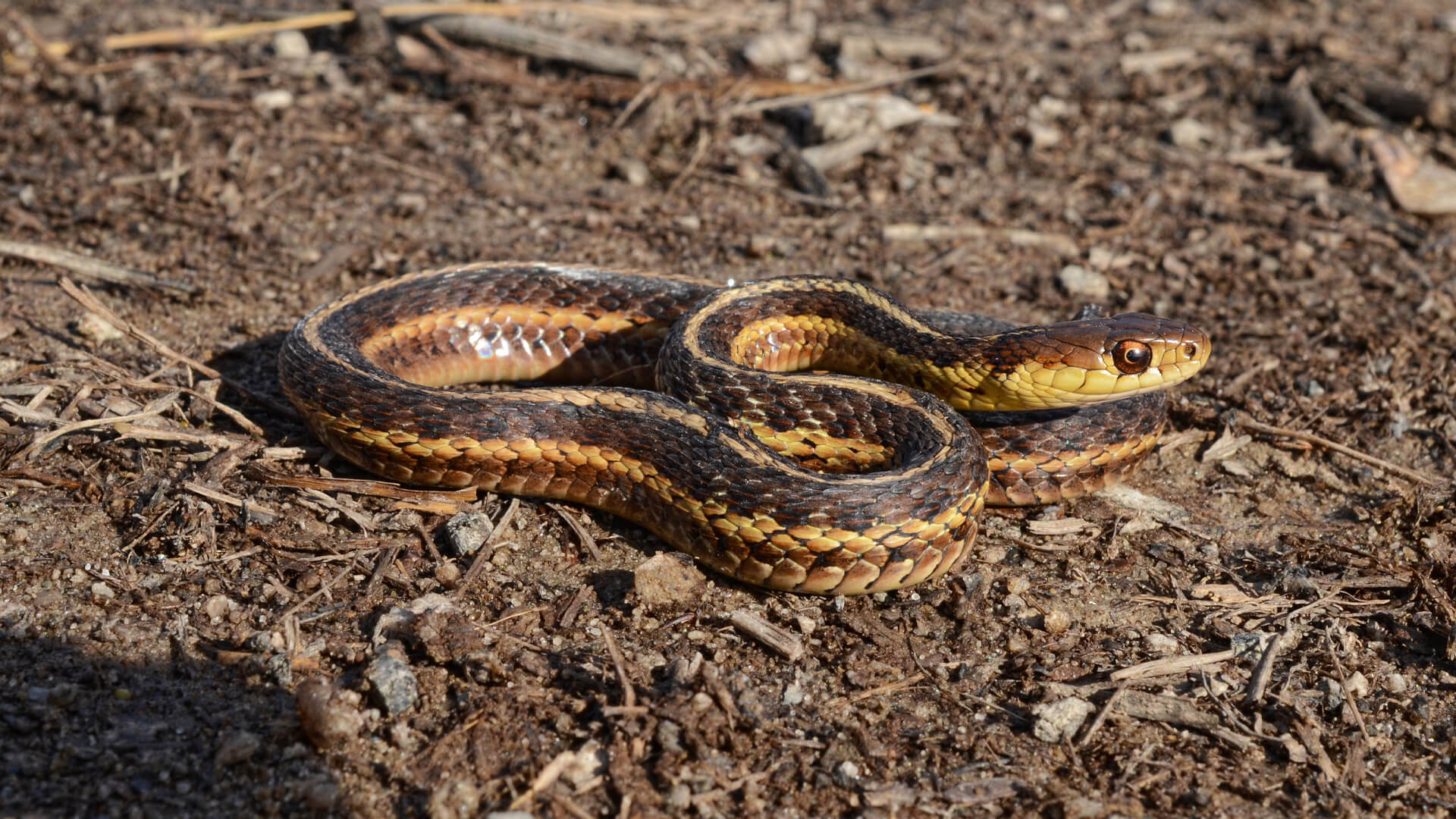 Garter Snake 1