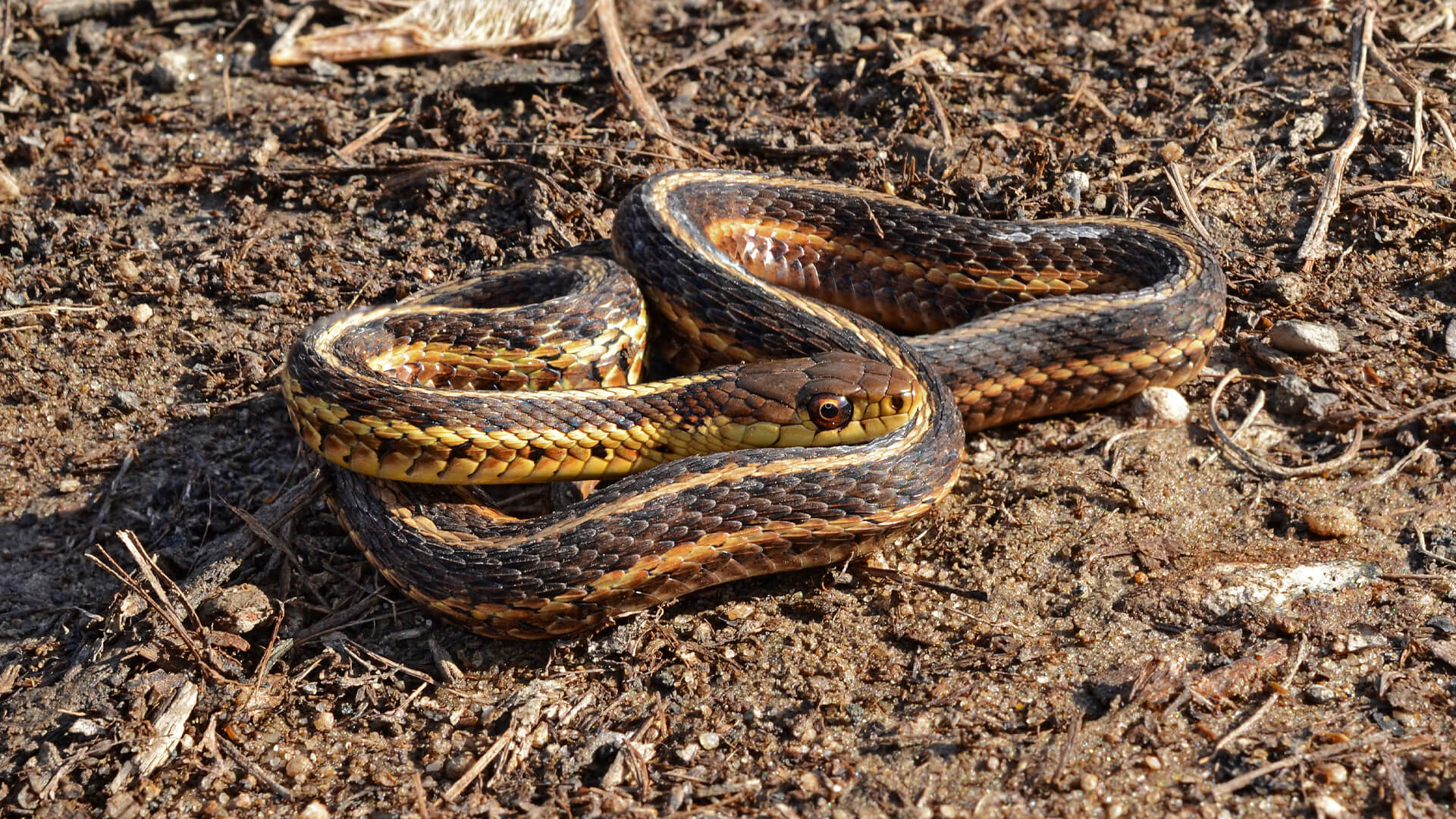 Garter Snake 1