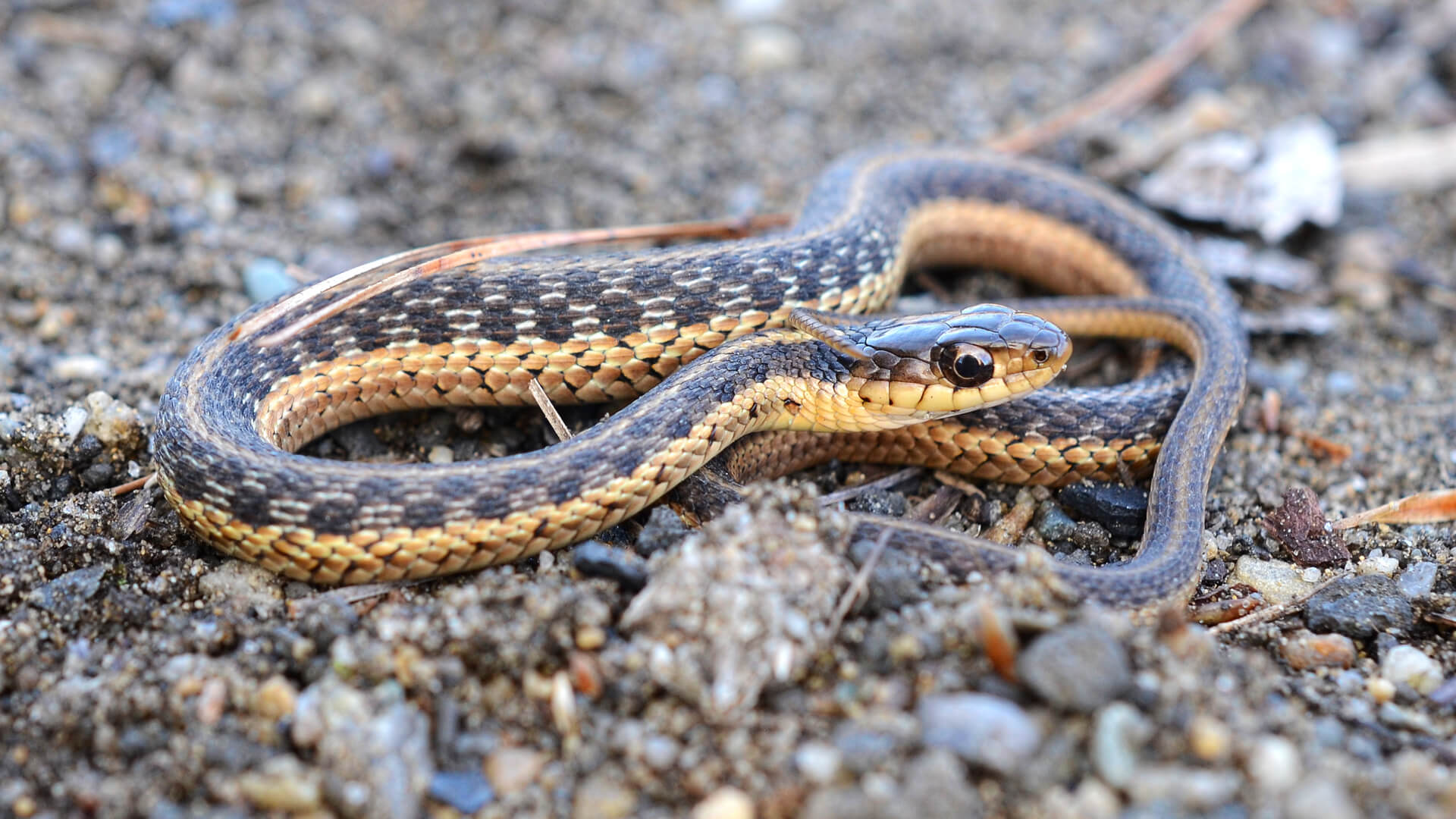 Garter Snake 2