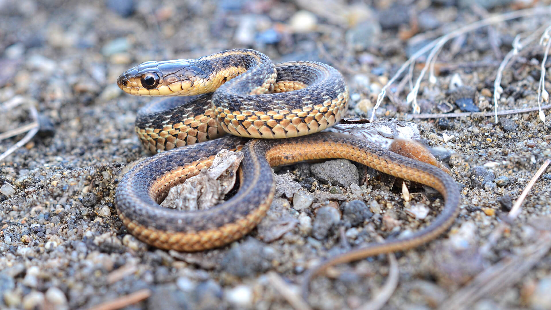 Garter Snake 2