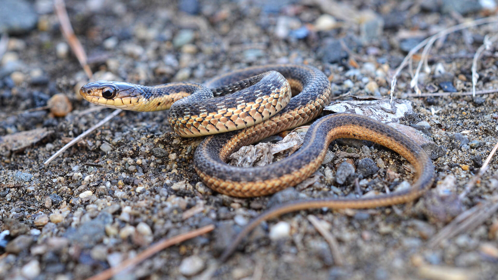 Garter Snake 2
