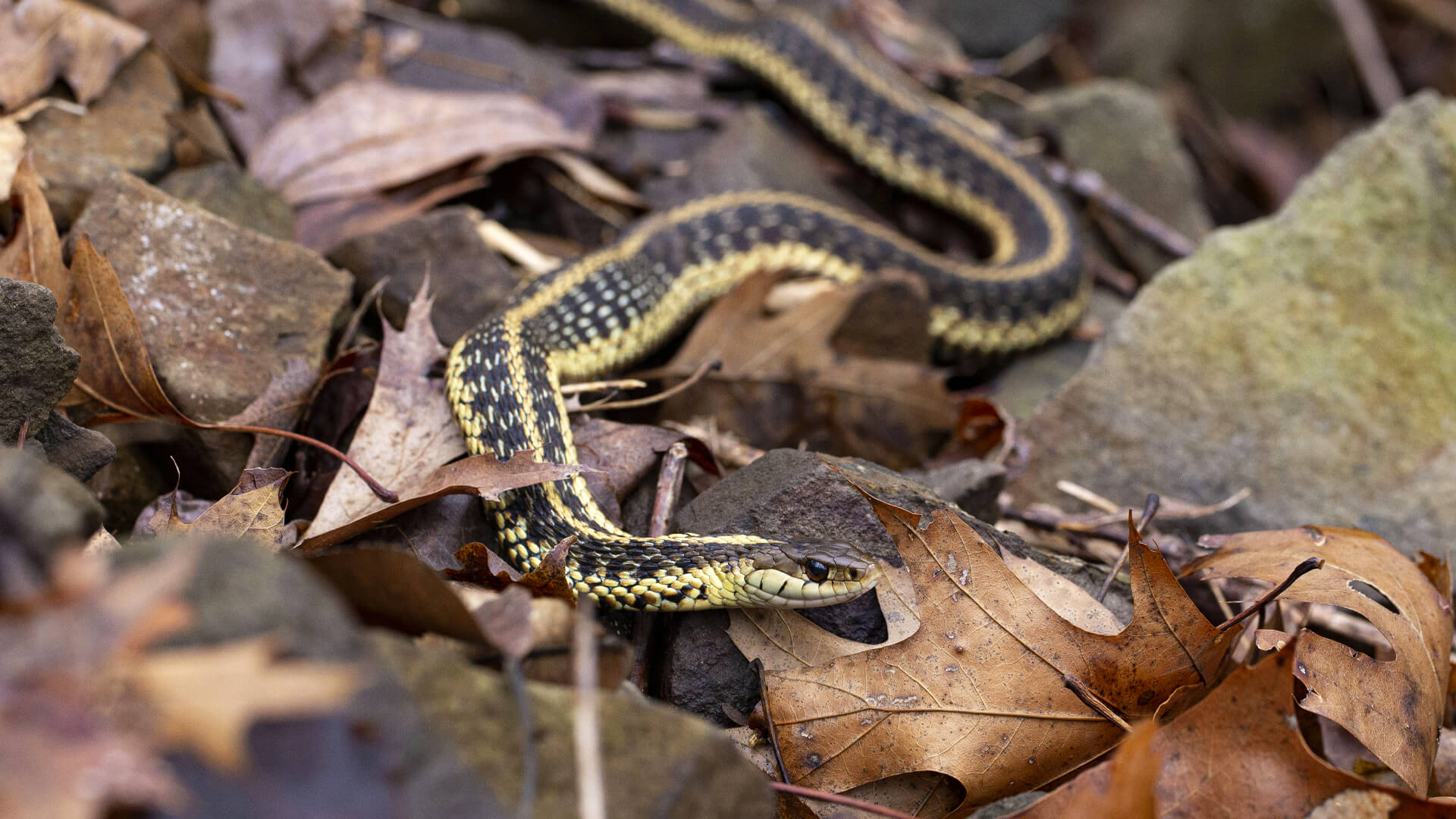 Garter Snake