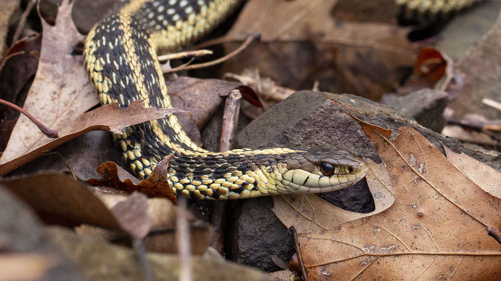 Garter Snake