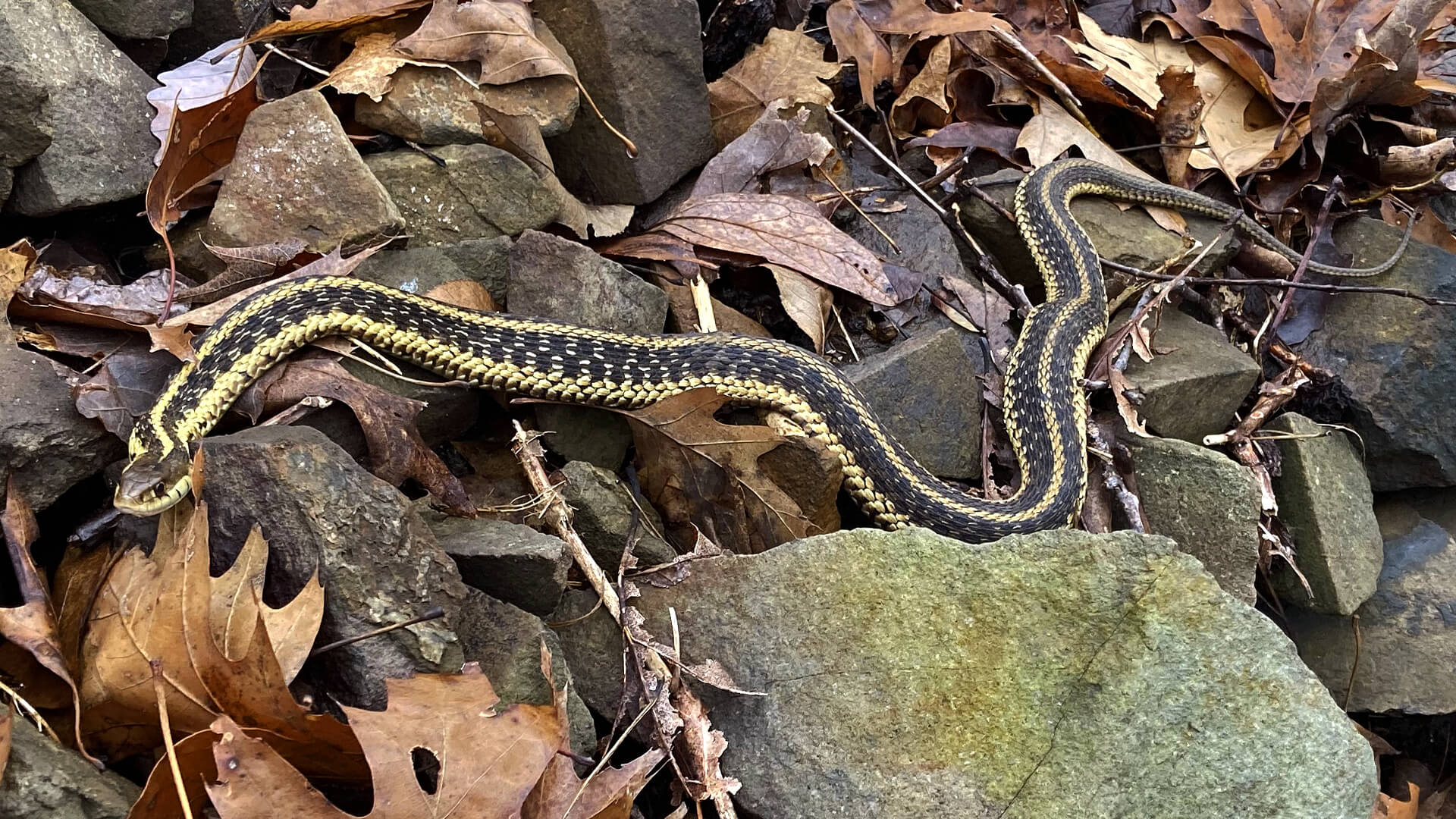 Garter Snake
