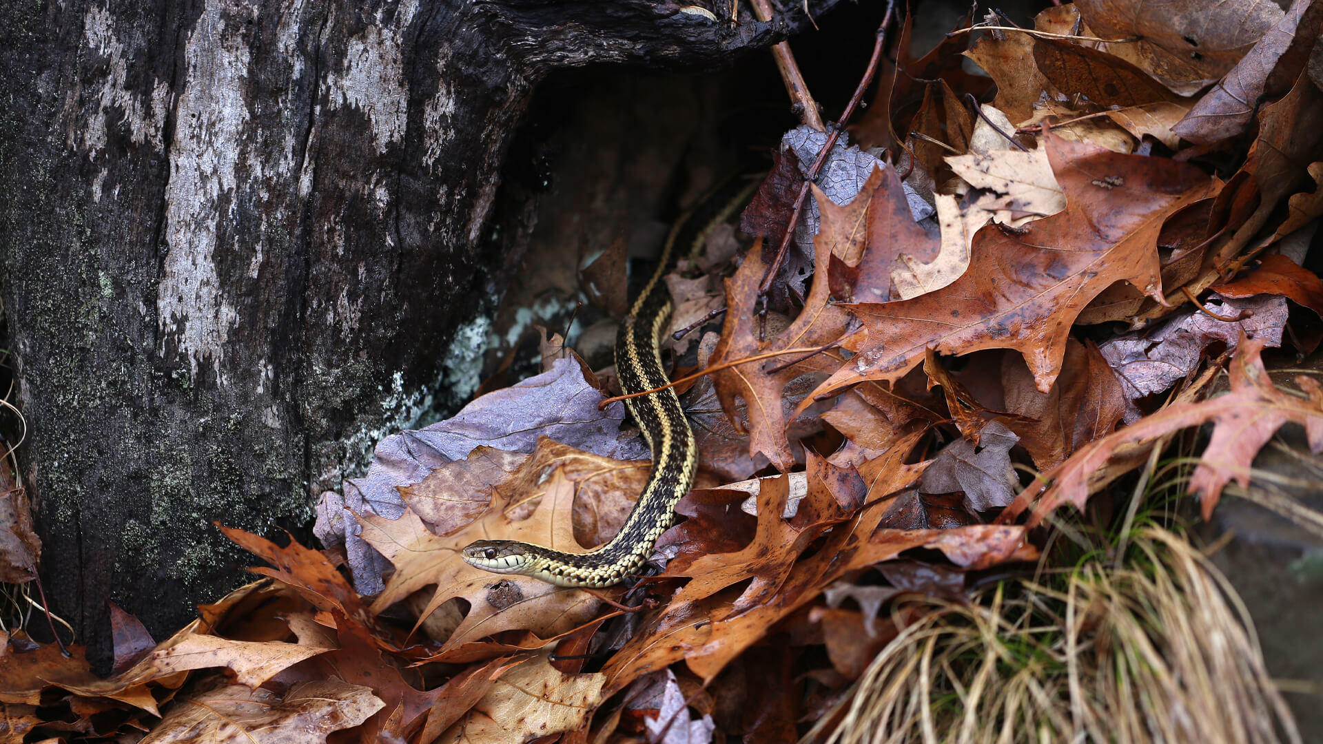 Garter Snake