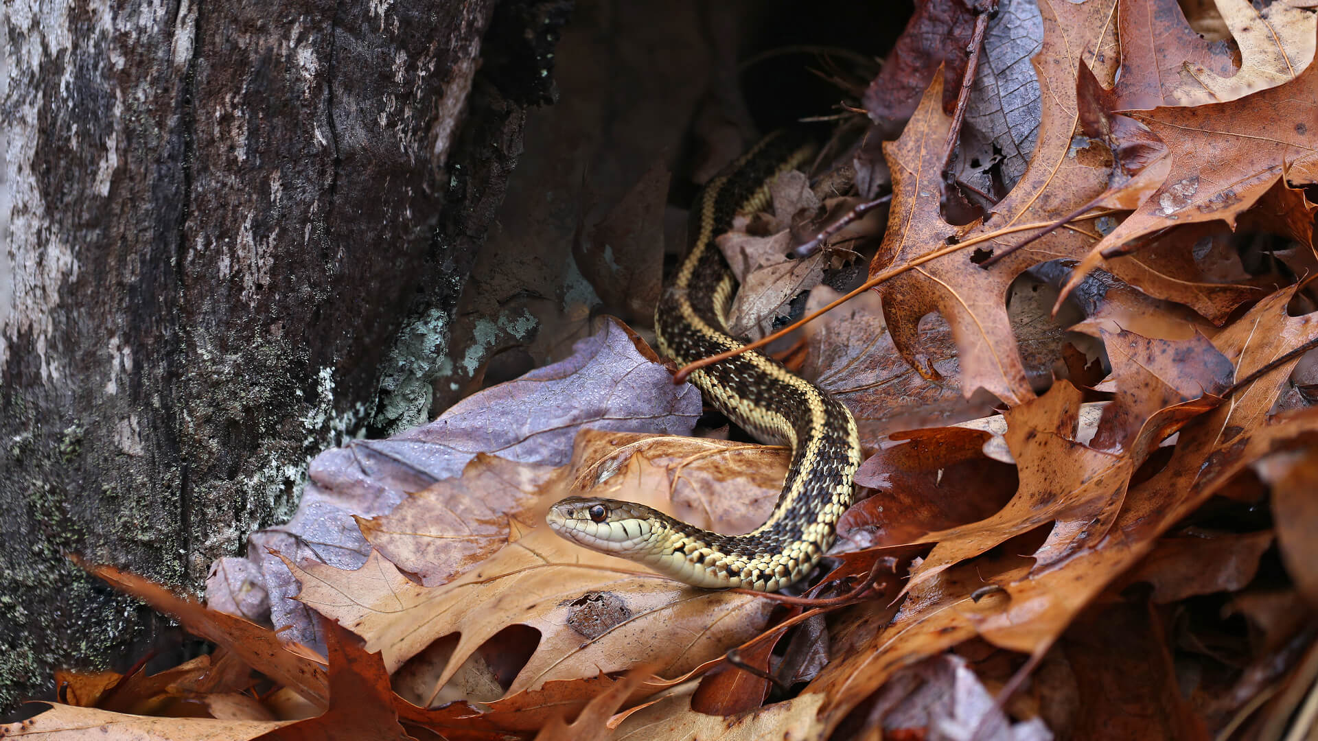 Garter Snake