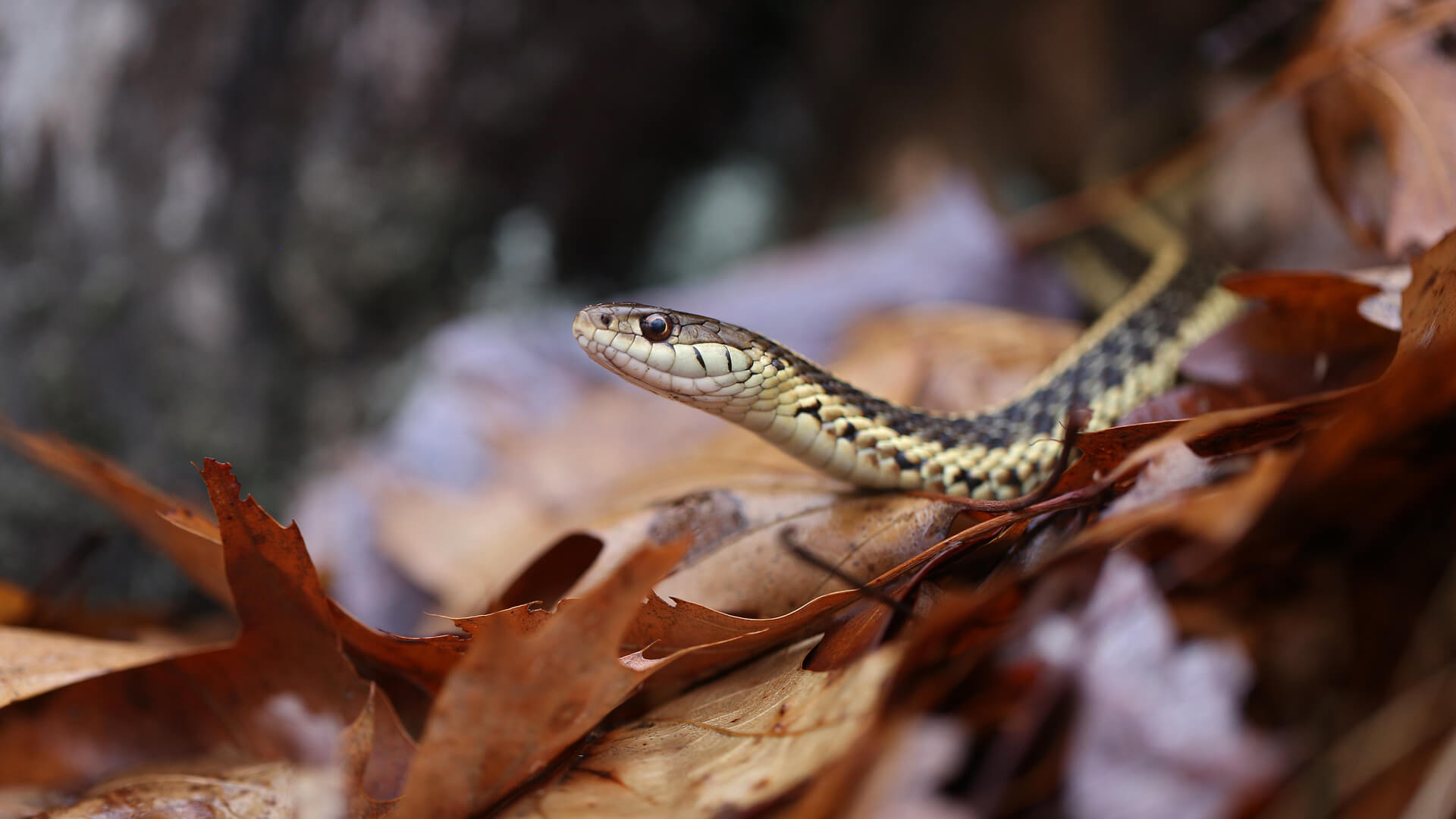 Garter Snake