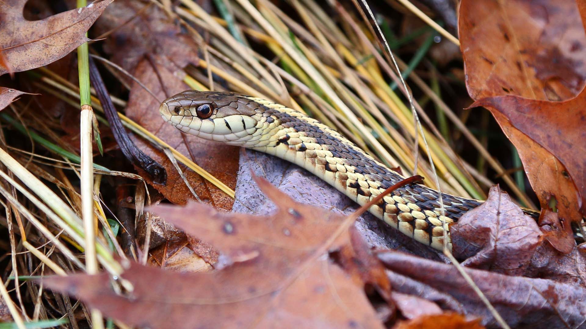 Garter Snake