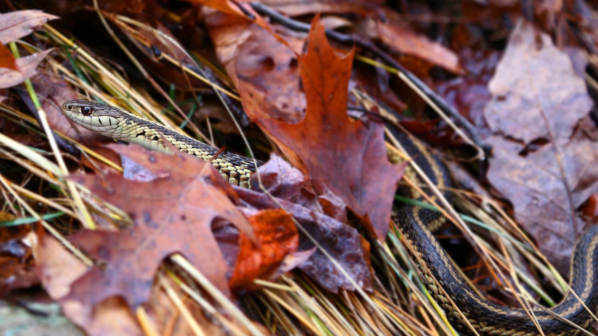 Garter Snake