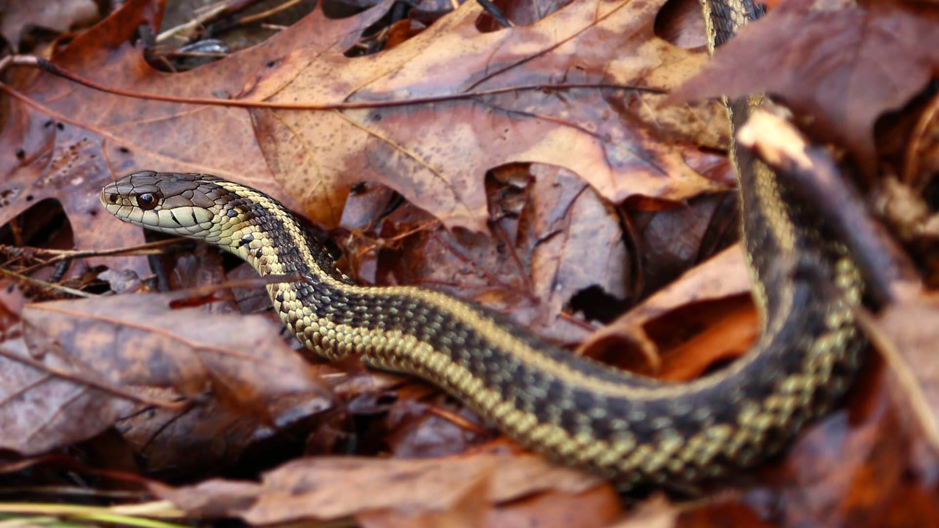 Garter Snake