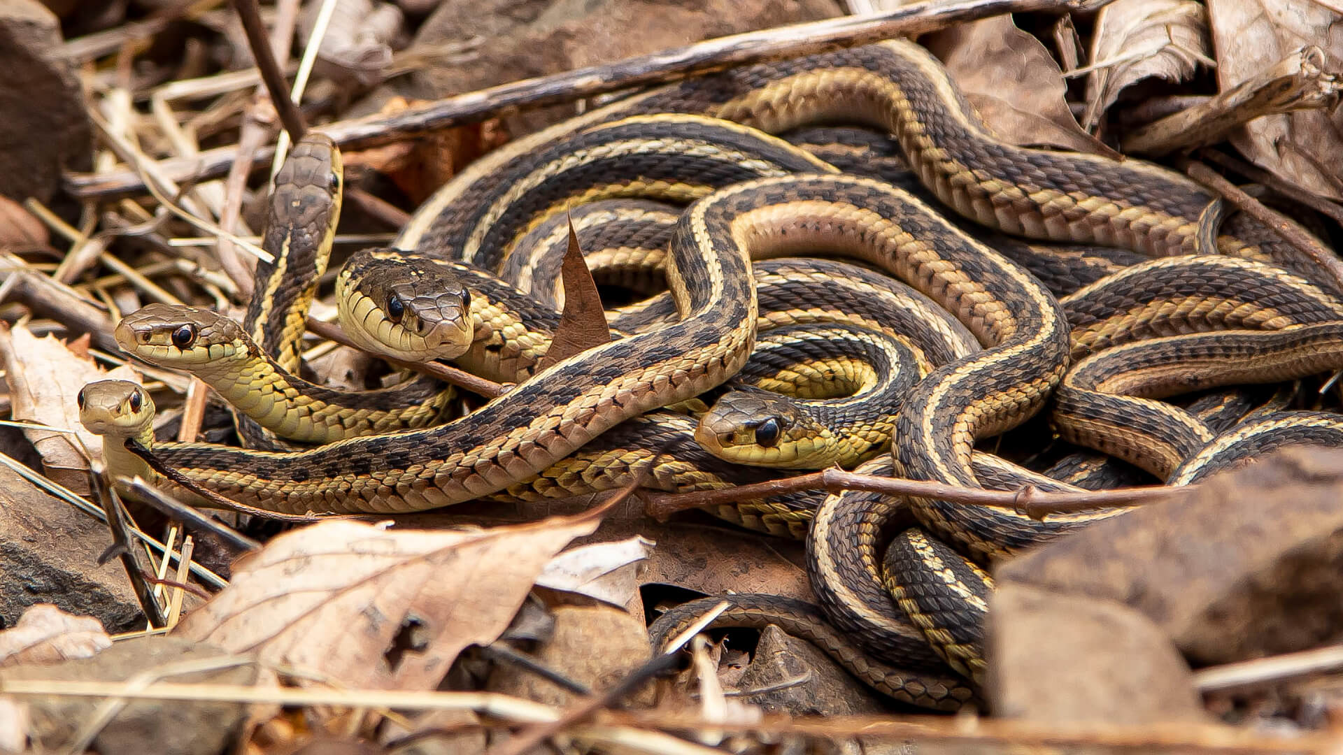 Eastern Garter Snake